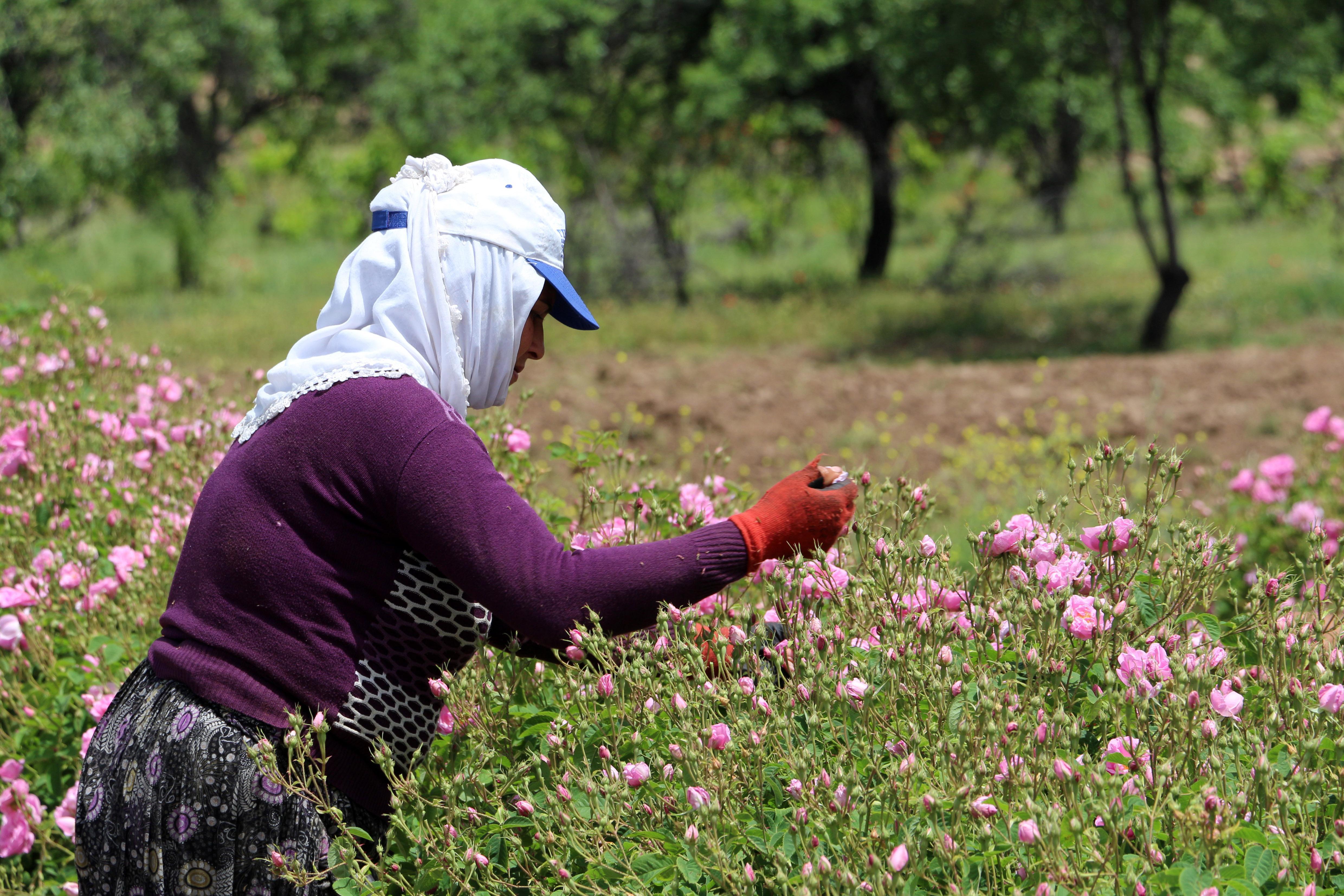 Türkiyenin gül bahçesinde hasat sezonu