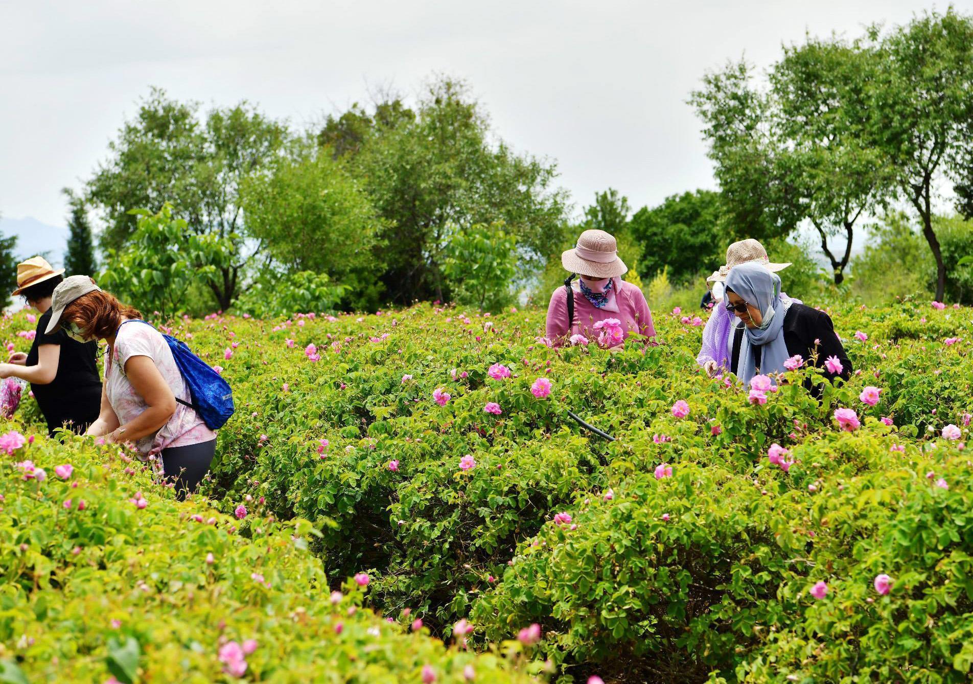 Türkiyenin gül bahçesinde hasat sezonu