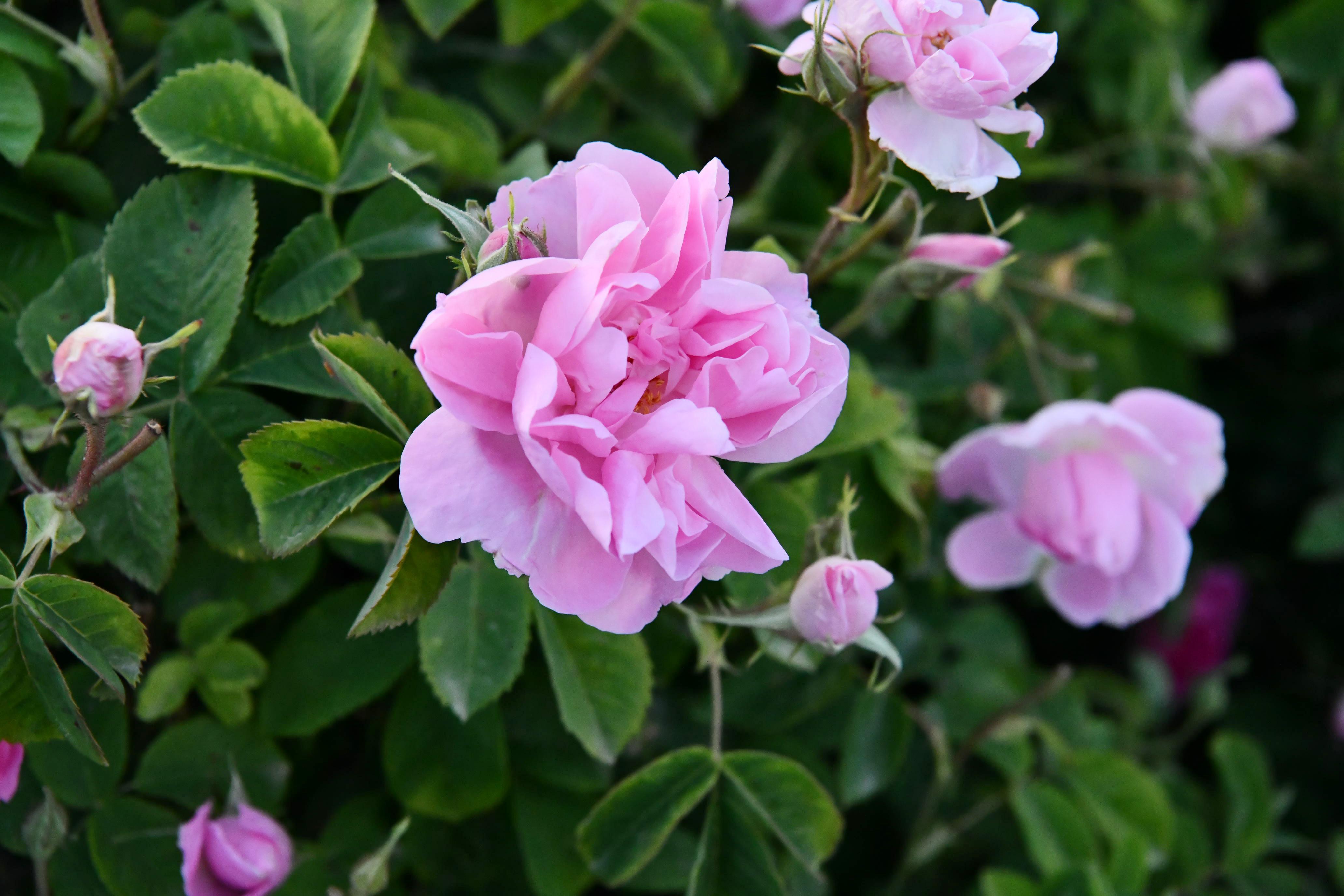 Türkiyenin gül bahçesinde hasat sezonu