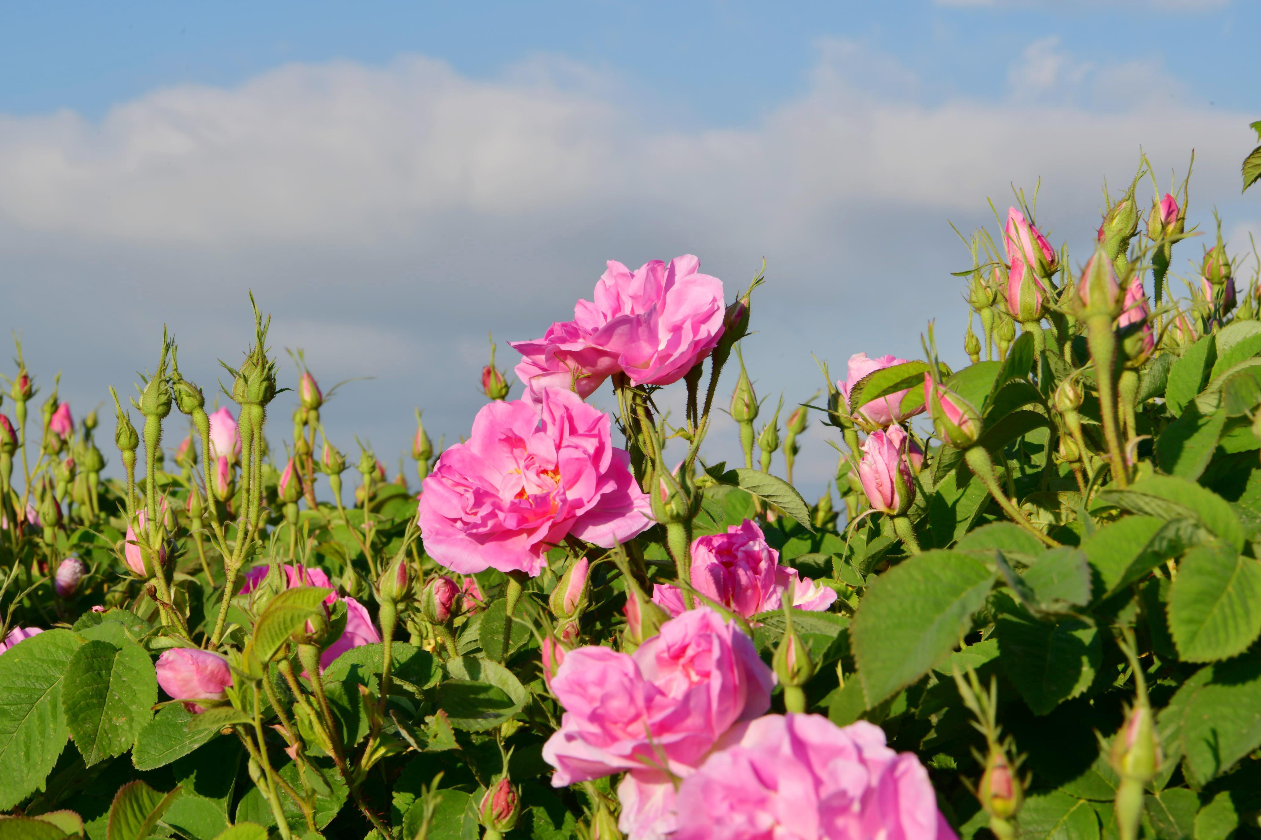 Türkiyenin gül bahçesinde hasat sezonu