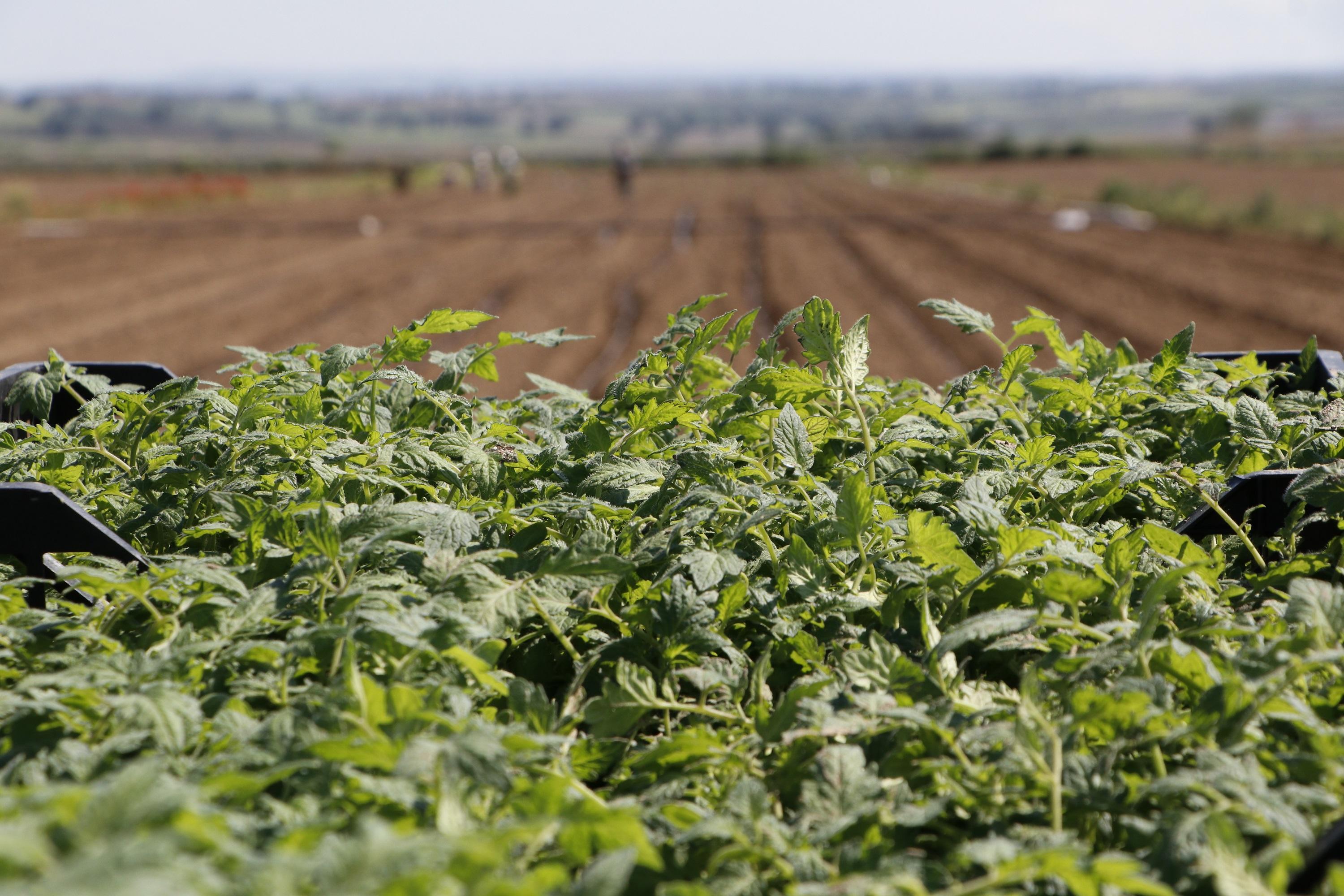Meşhur Çanakkale domatesinin fideleri toprakla buluştu
