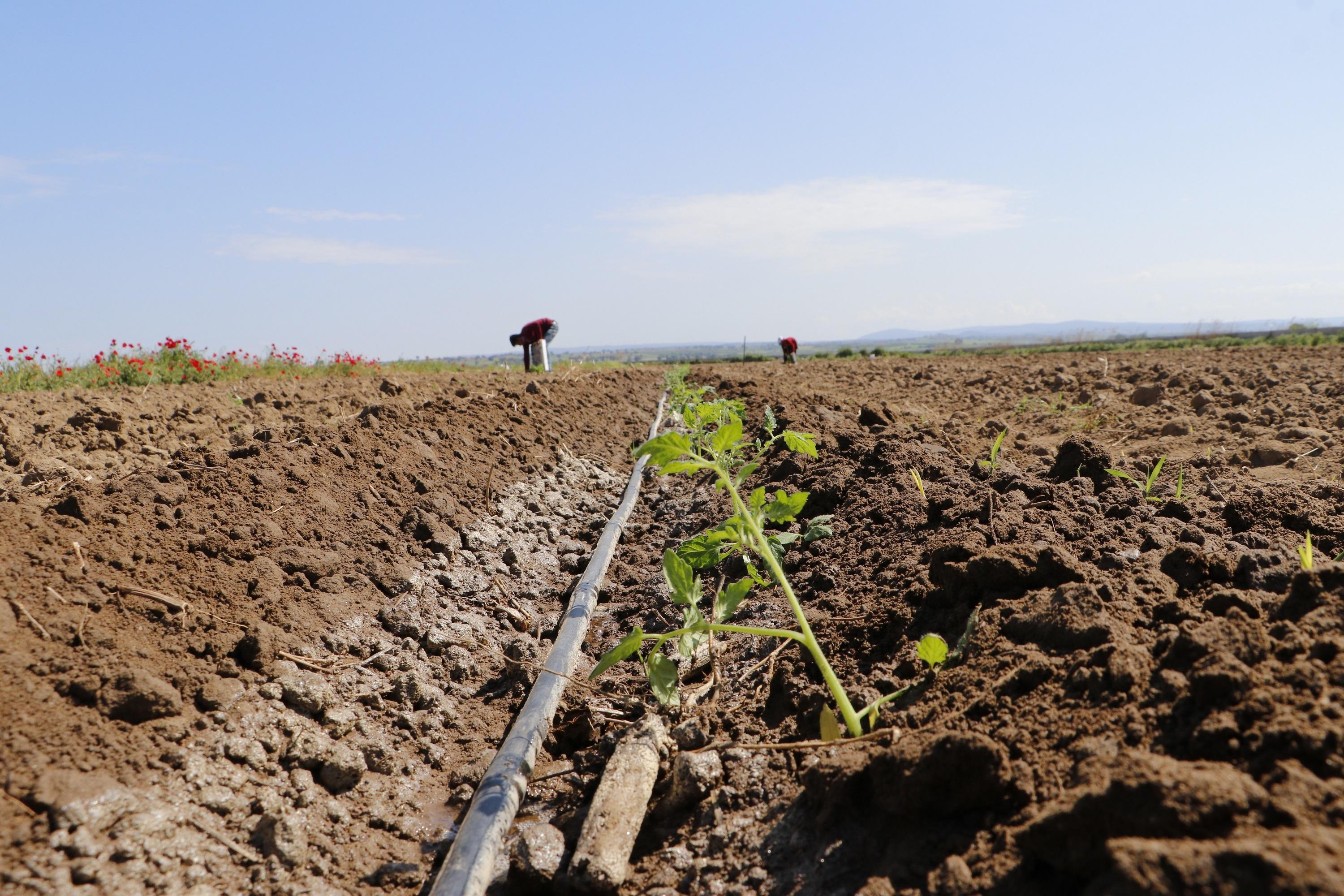 Meşhur Çanakkale domatesinin fideleri toprakla buluştu