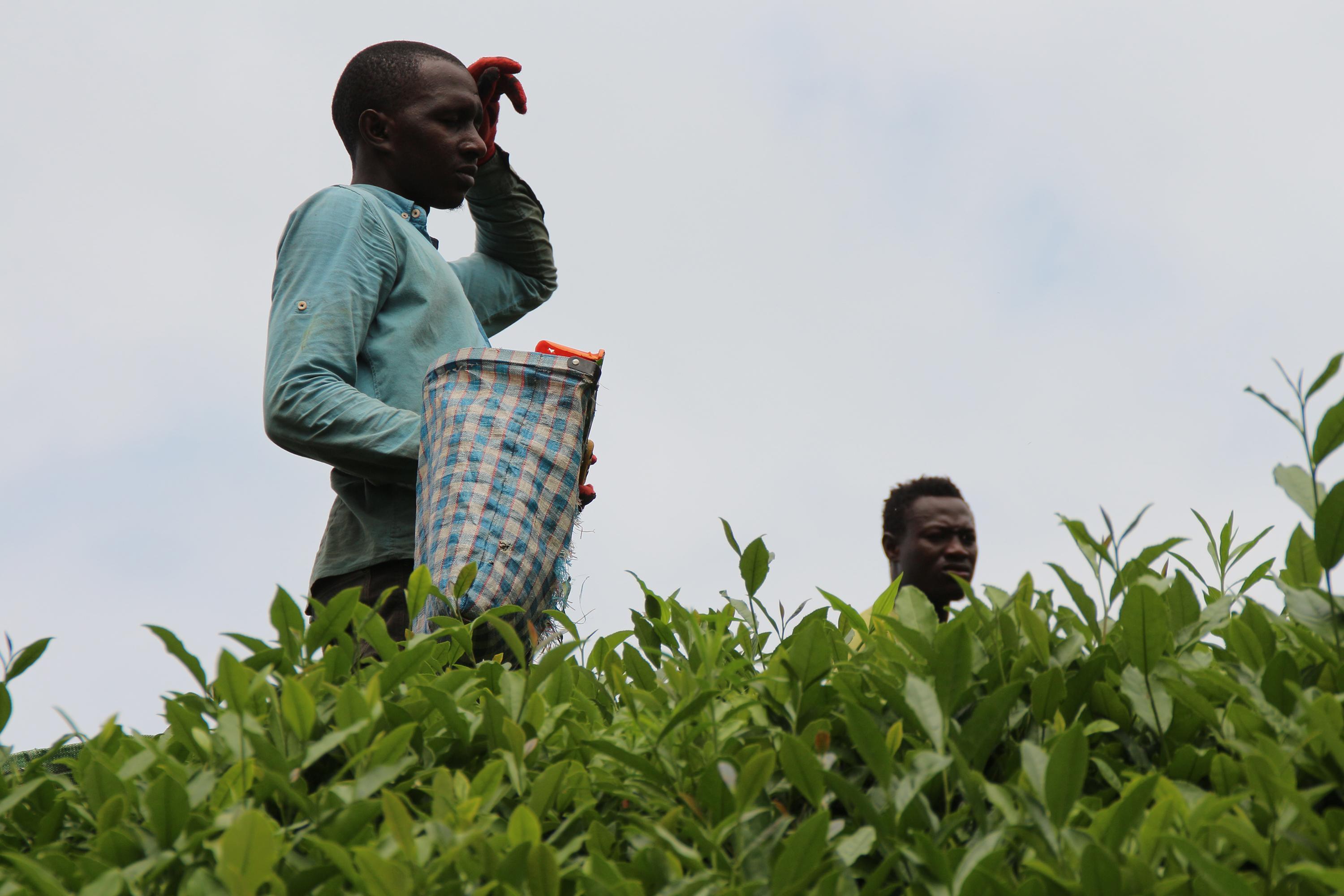Afrikalı işçiler çay tarımı için Karadenizde; uzmandan sağlık riski uyarısı