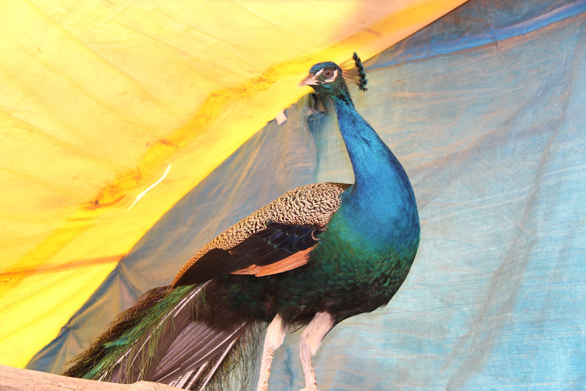 Hobi için tavus kuşu beslemeye başladı, şimdi tanesini 2 bin liradan satıyor