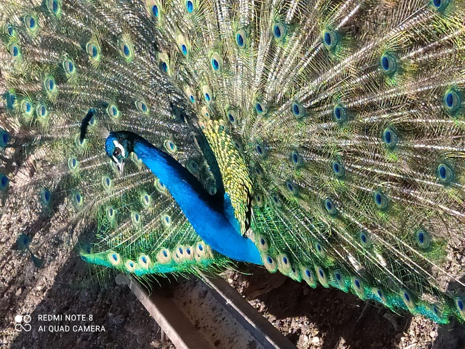 Hobi için tavus kuşu beslemeye başladı, şimdi tanesini 2 bin liradan satıyor