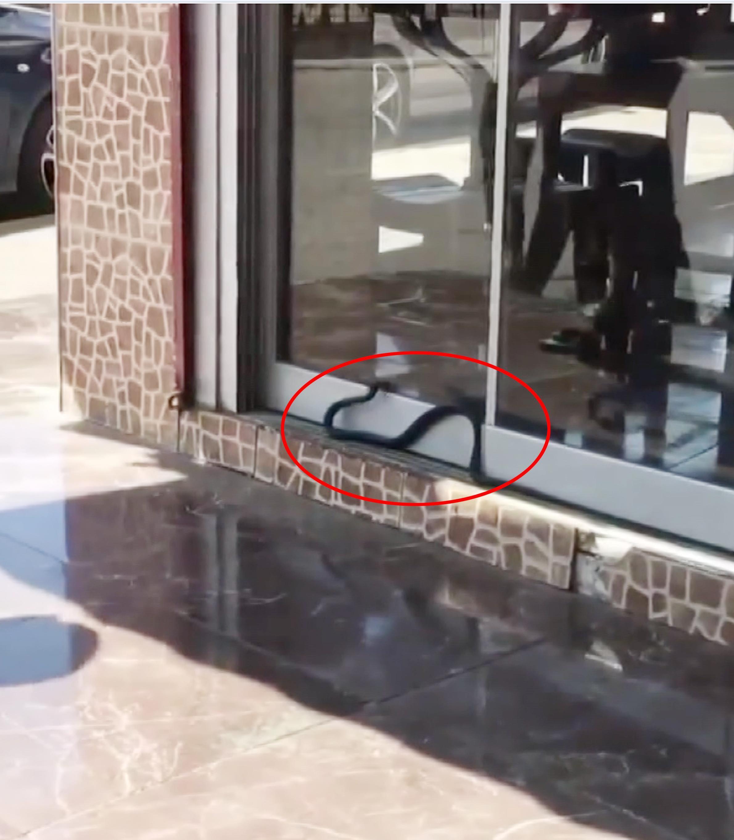 Antalyada 1.5 metrelik yılan iş yerine girmeye çalıştı