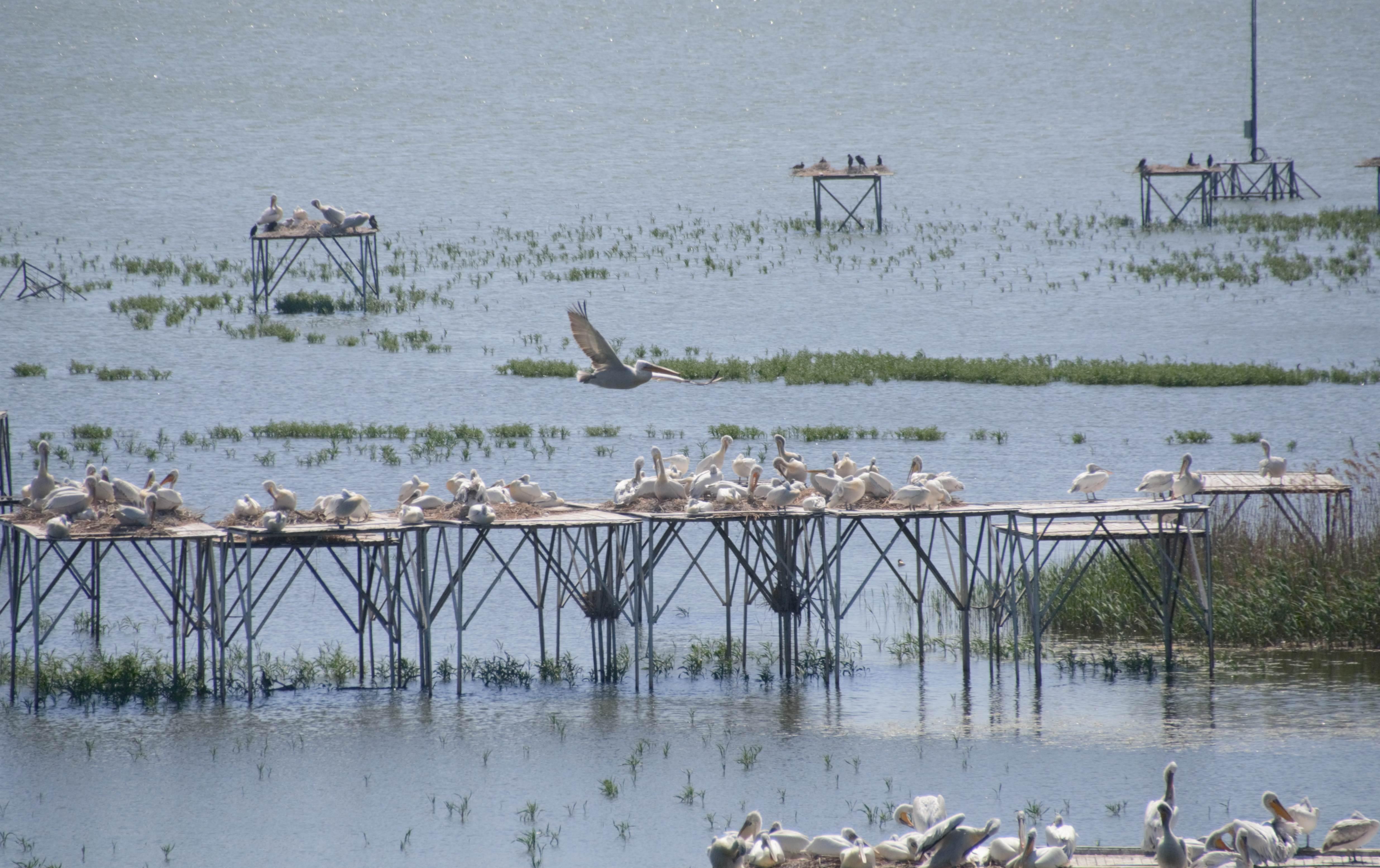 Manyas Kuş Cenneti Milli Parkı’nda kuluçka heyecanı