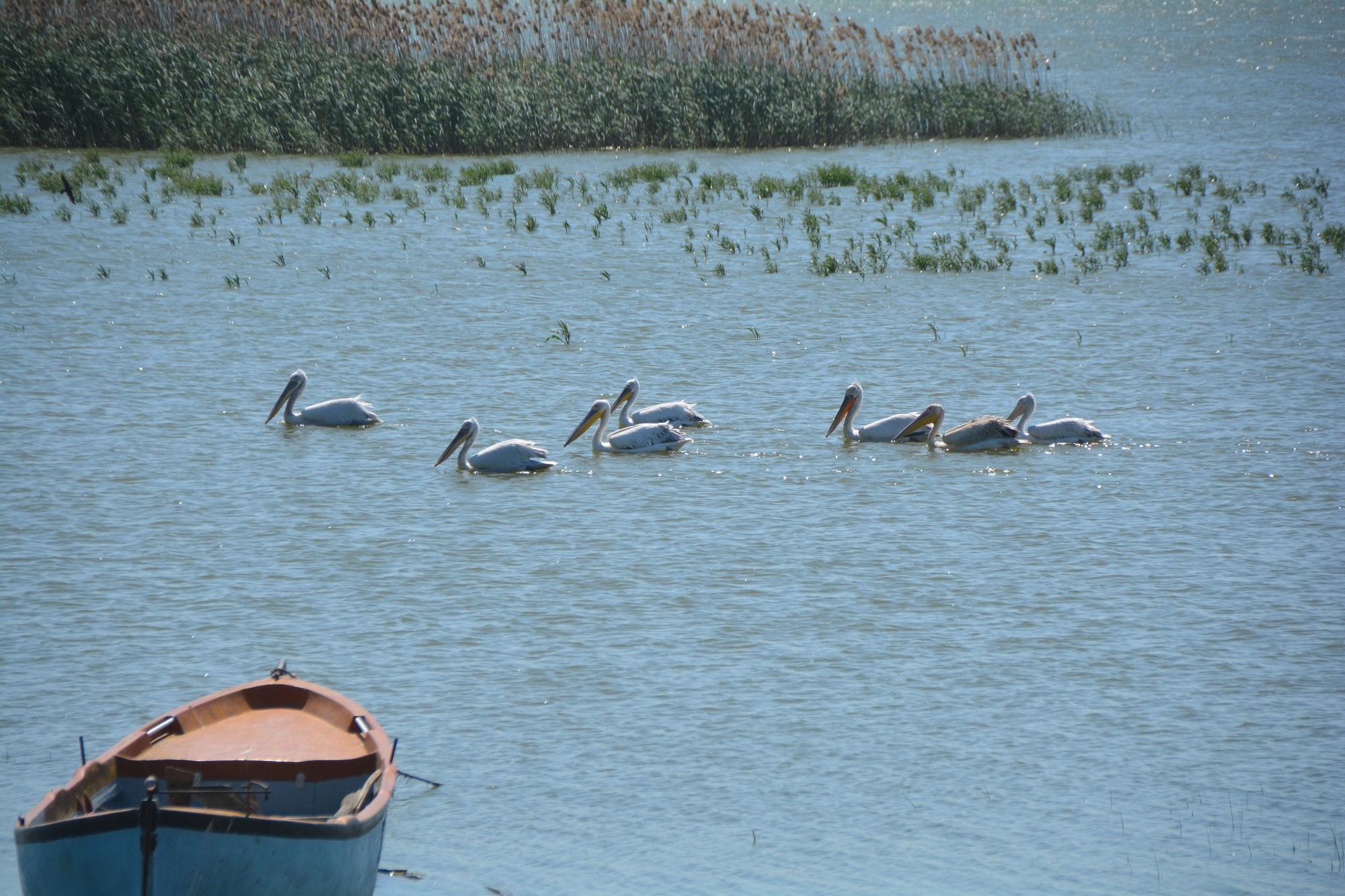 Manyas Kuş Cenneti Milli Parkı’nda kuluçka heyecanı
