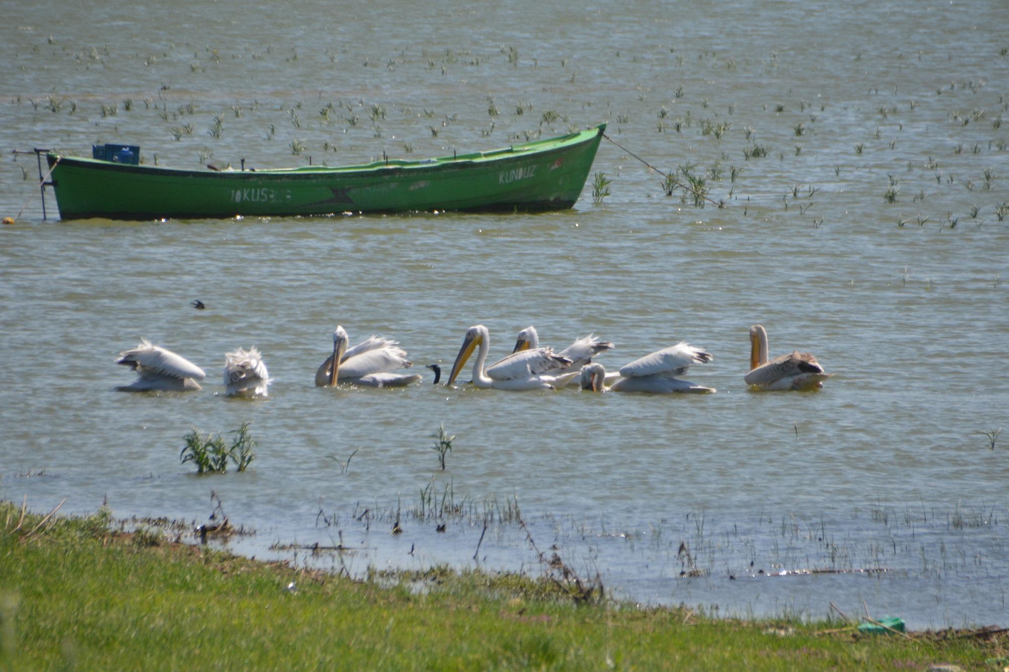 Manyas Kuş Cenneti Milli Parkı’nda kuluçka heyecanı