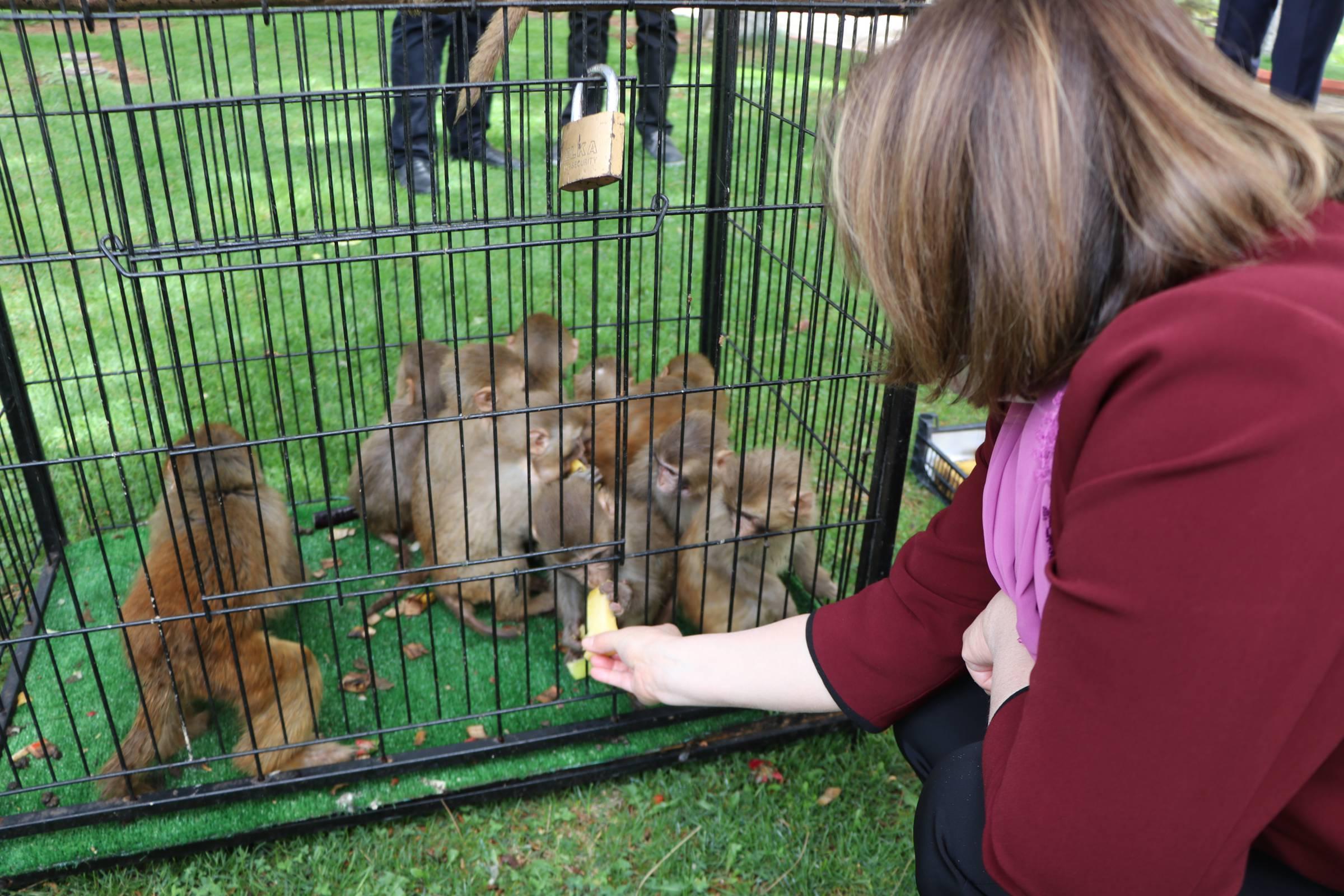Sınırda ele geçirilen 12 maymun, Gaziantep Hayvanat Bahçesine getirildi