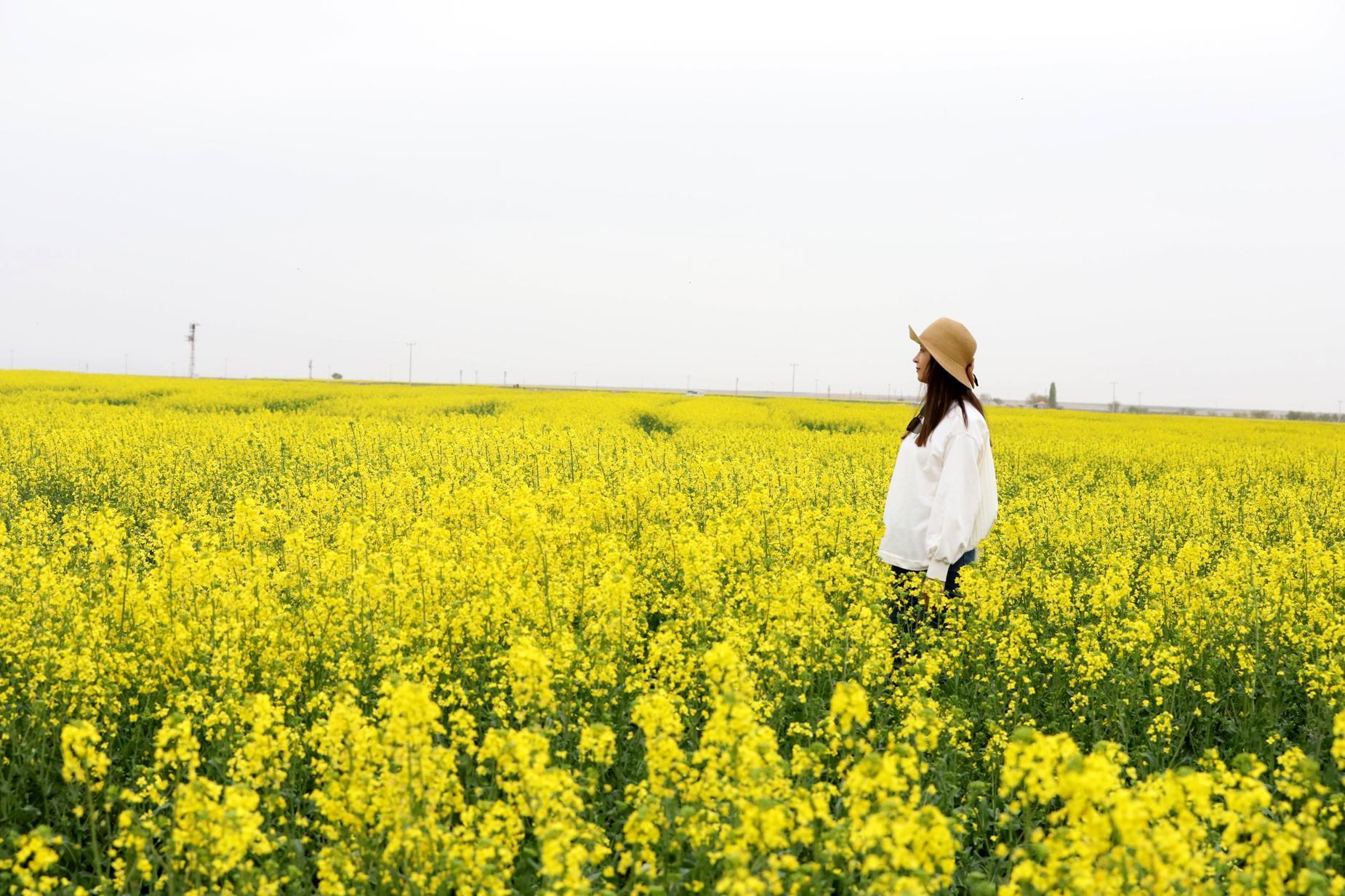 Az su tüketen kanola, Tuz Gölü havzasında çiftçinin gözdesi