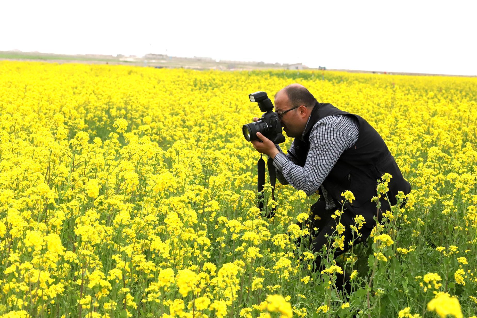 Az su tüketen kanola, Tuz Gölü havzasında çiftçinin gözdesi