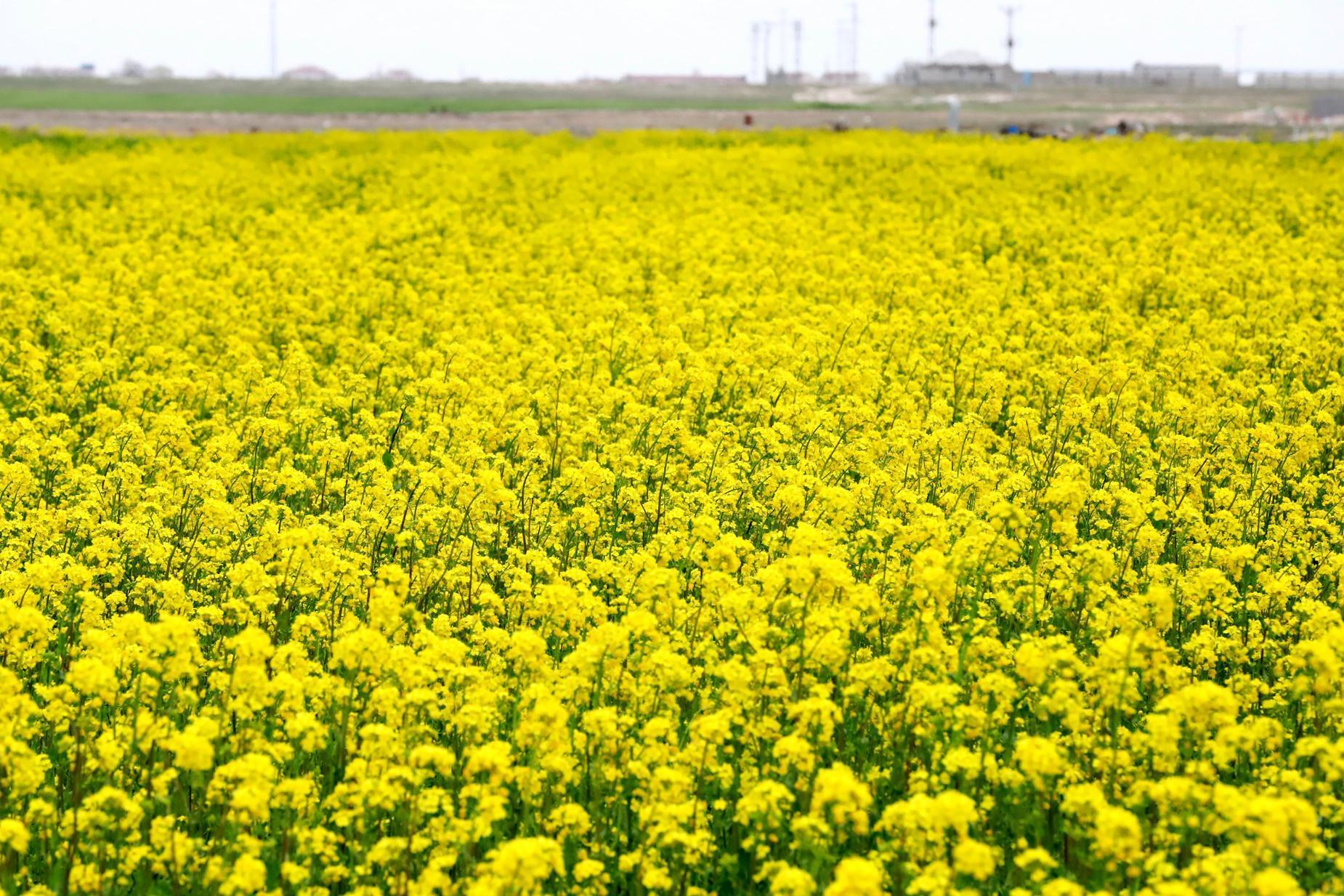 Az su tüketen kanola, Tuz Gölü havzasında çiftçinin gözdesi
