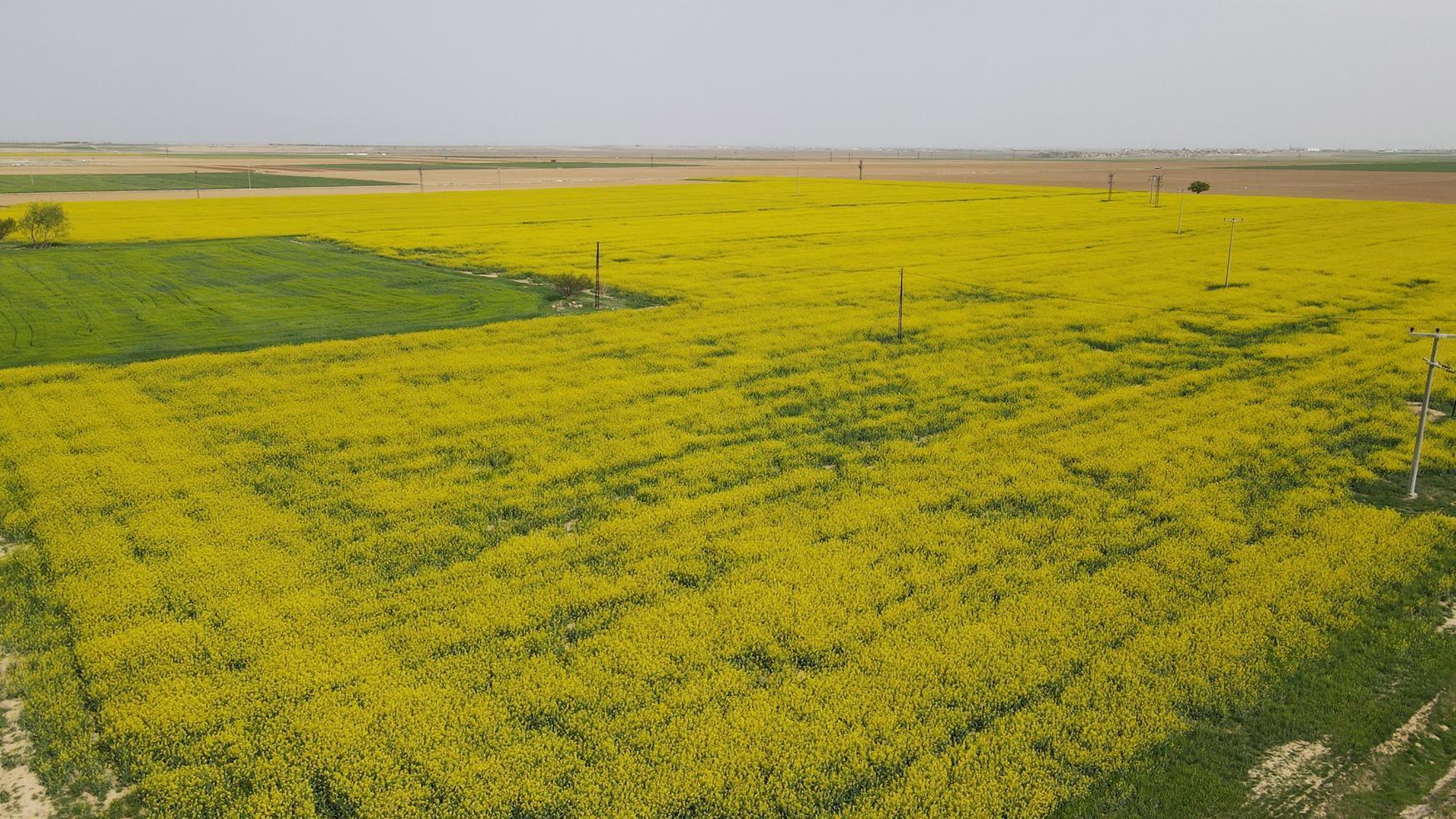 Az su tüketen kanola, Tuz Gölü havzasında çiftçinin gözdesi