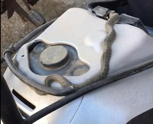 Tamir ettiği motosikletten yılan çıktı