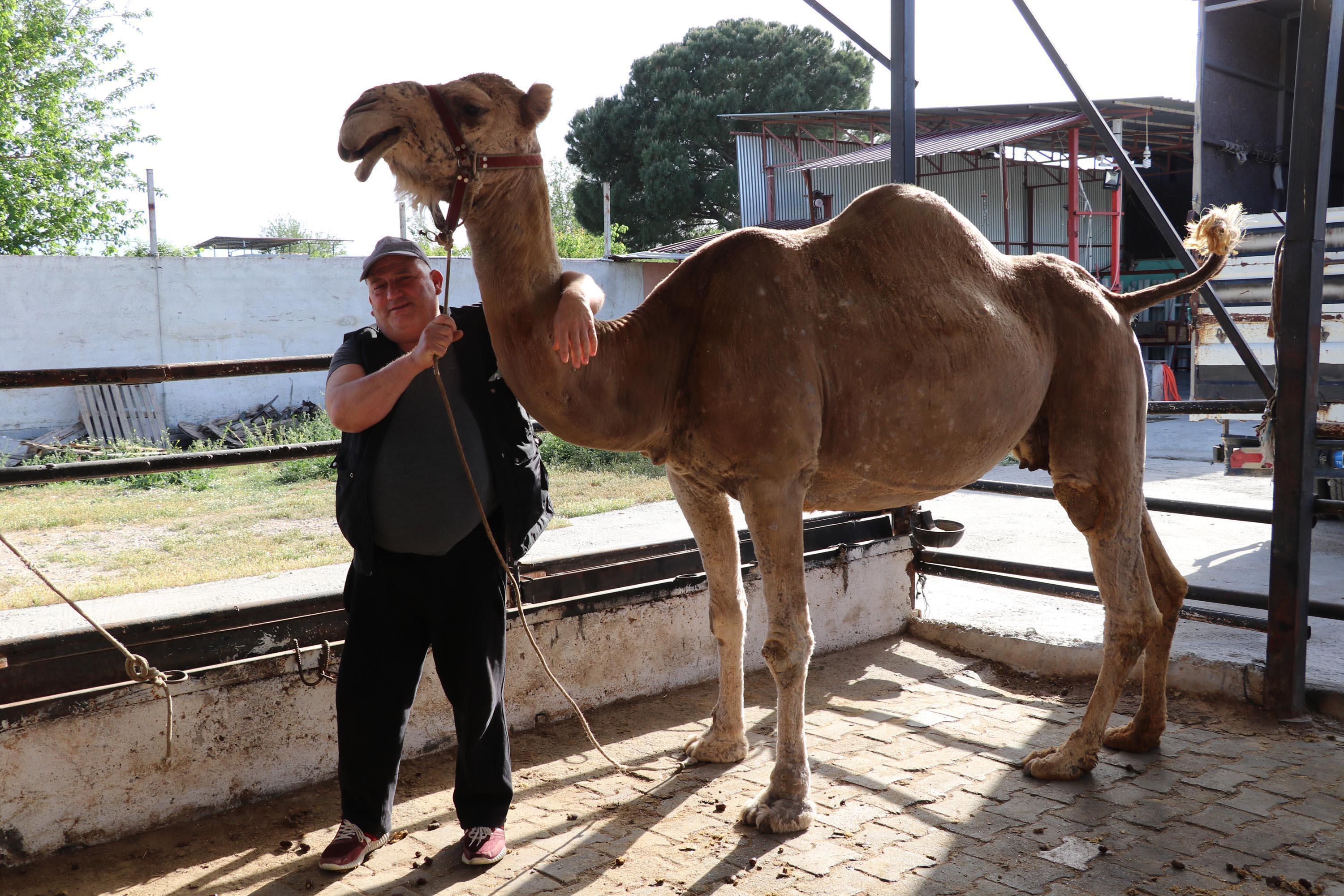 Koronavirüs döneminde, deve sütüne talep patlaması