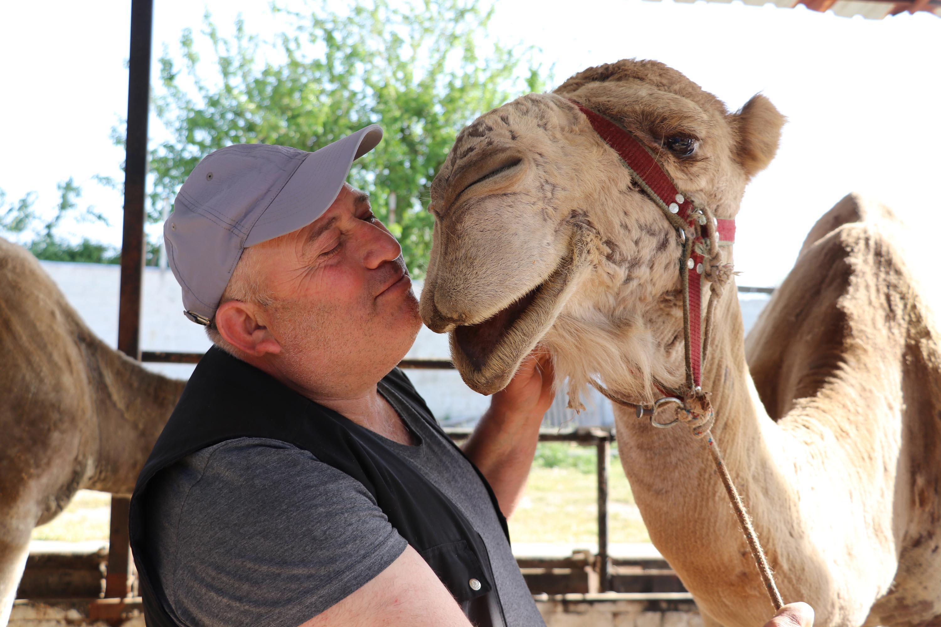 Koronavirüs döneminde, deve sütüne talep patlaması