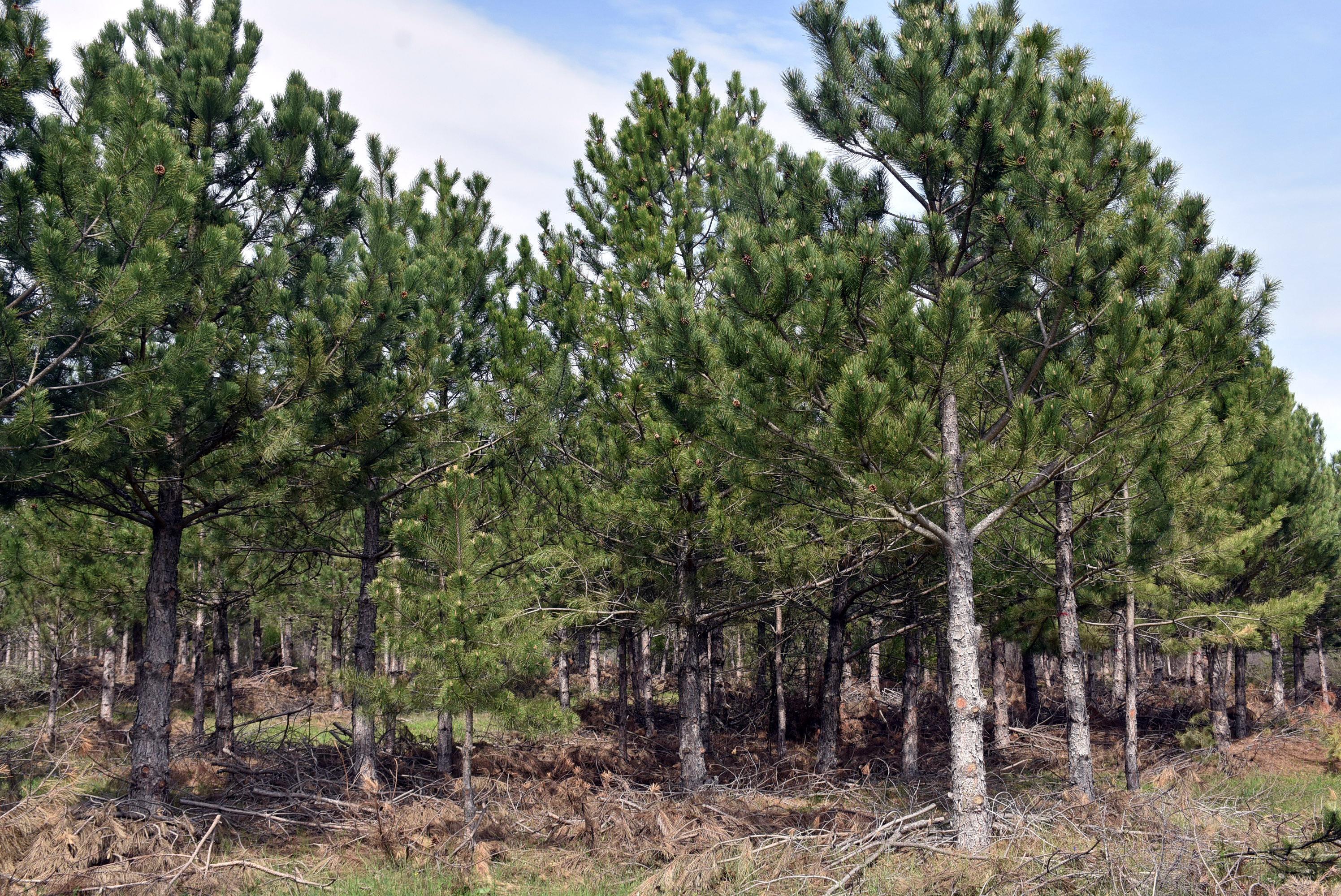 Ormanları kurutan 12 dişli kabuk böceği ile kapanlı mücadele