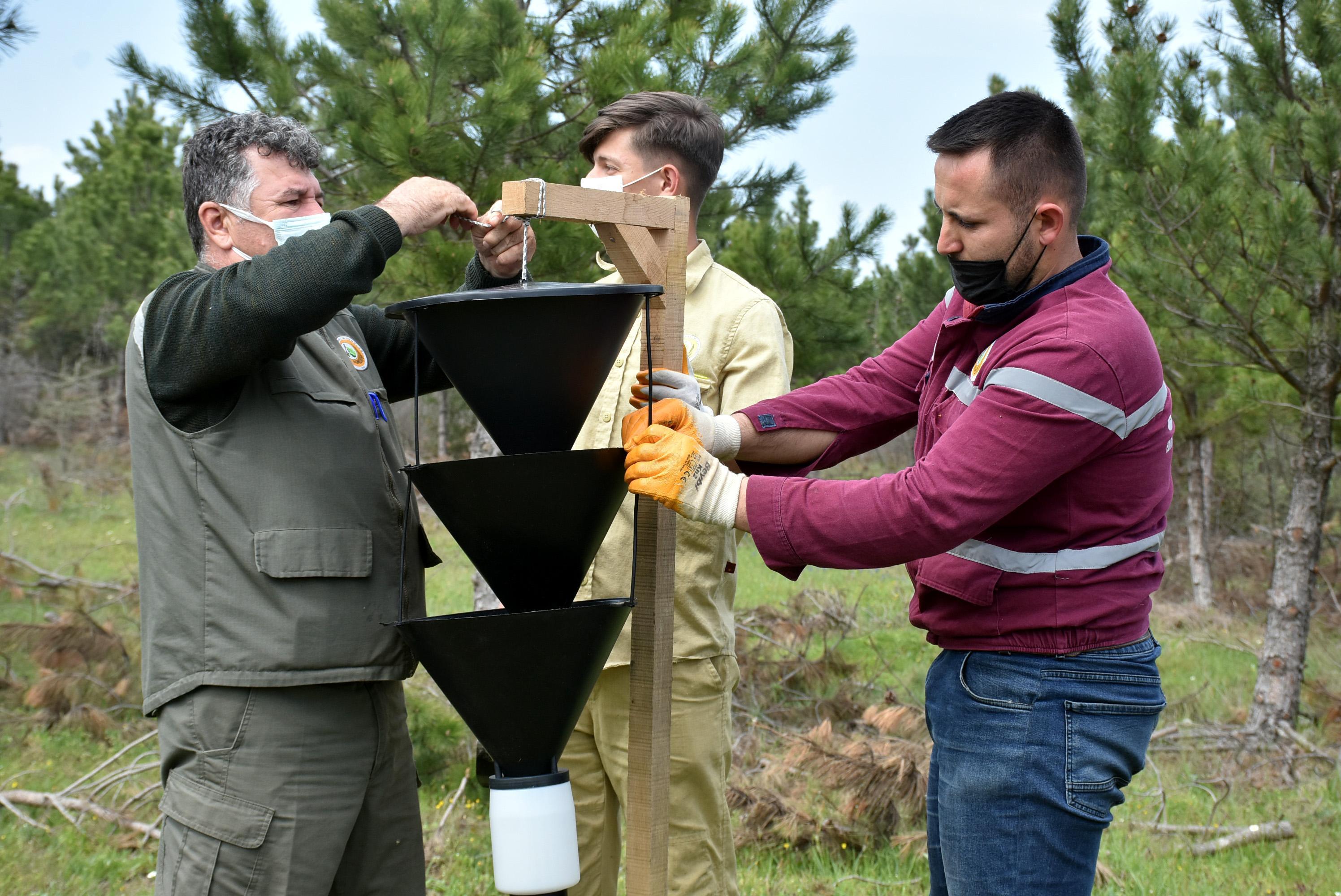 Ormanları kurutan 12 dişli kabuk böceği ile kapanlı mücadele