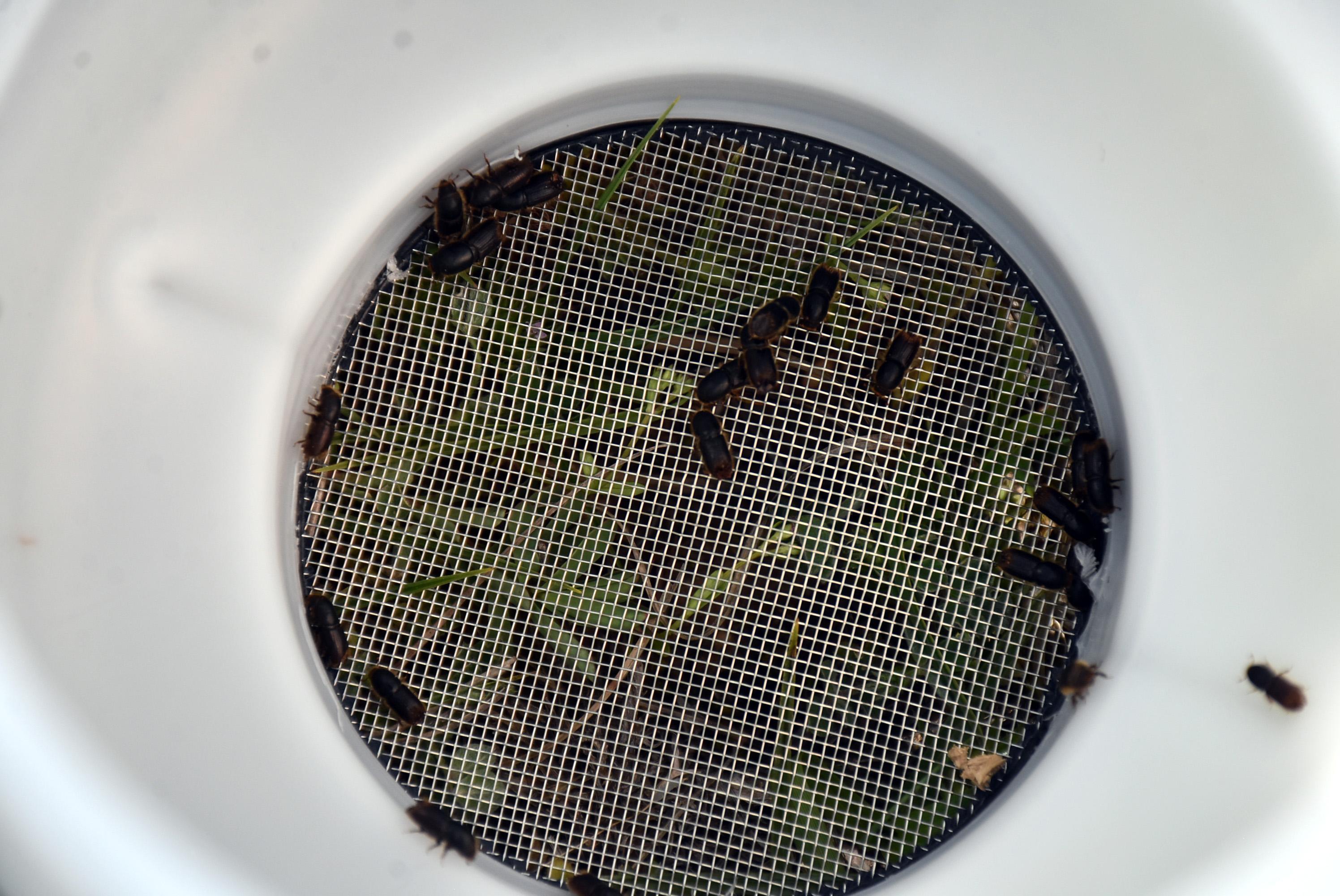 Ormanları kurutan 12 dişli kabuk böceği ile kapanlı mücadele