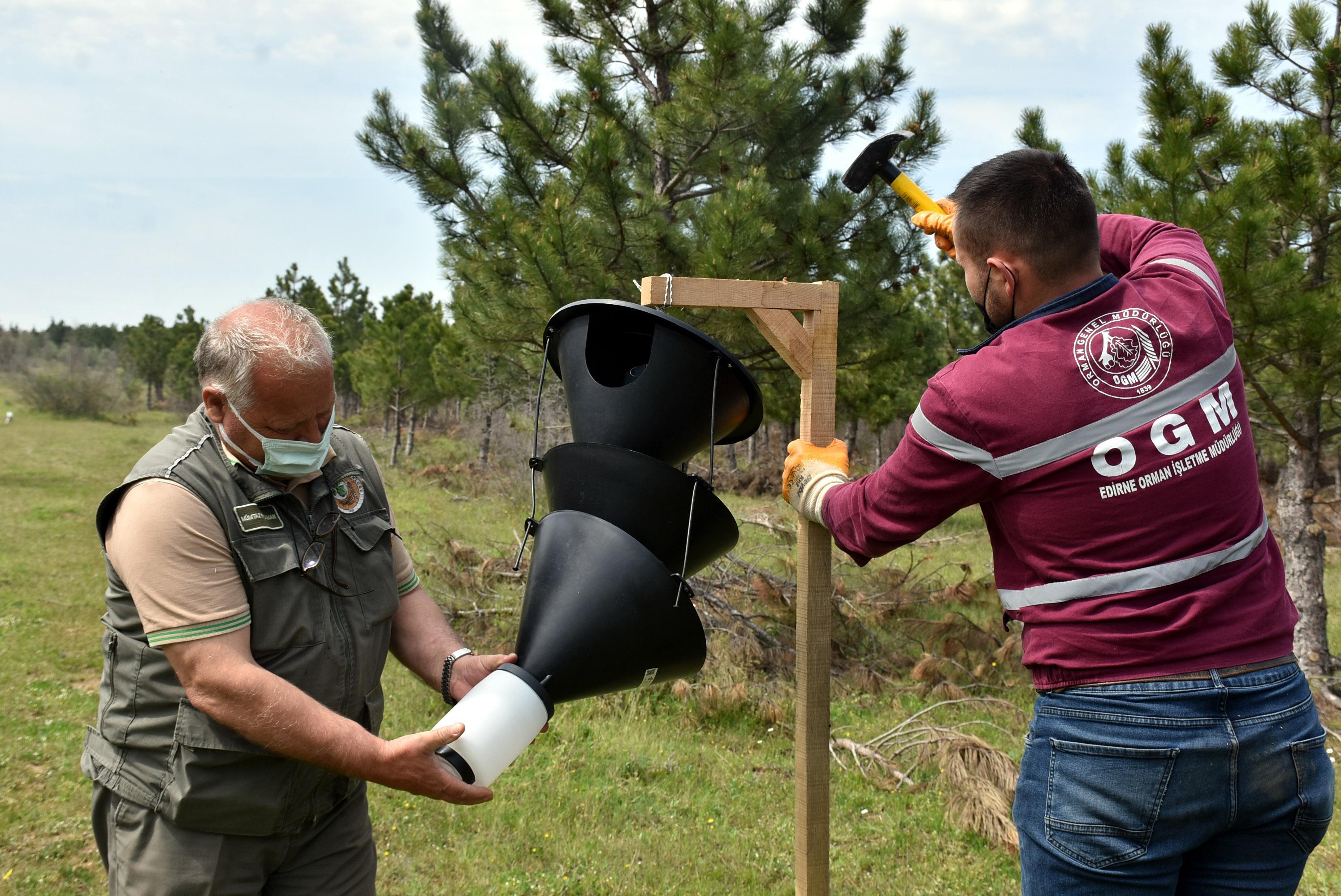 Ormanları kurutan 12 dişli kabuk böceği ile kapanlı mücadele
