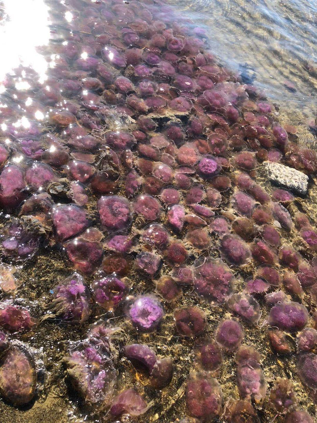 Arsuzda mor renkli zehirli denizanaları kıyıya vurdu