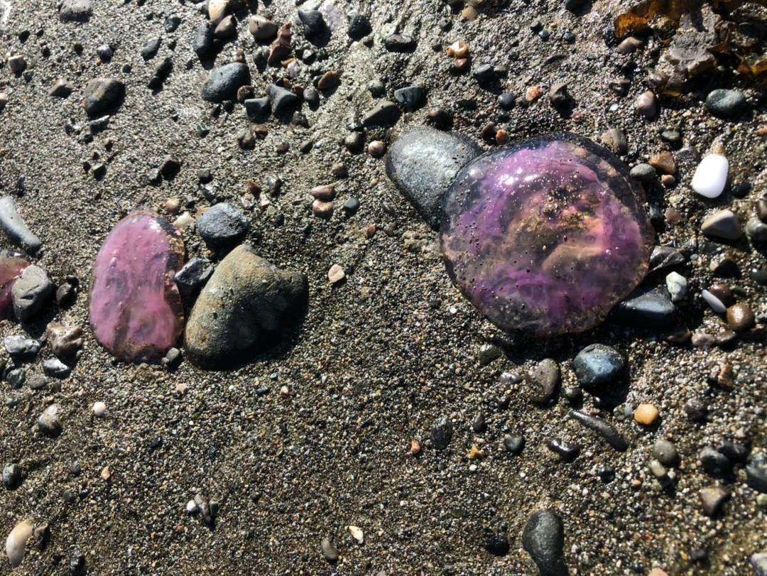 Arsuzda mor renkli zehirli denizanaları kıyıya vurdu