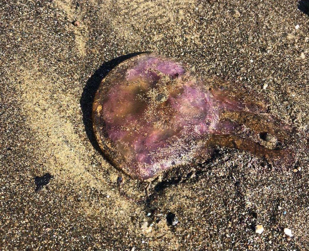 Arsuzda mor renkli zehirli denizanaları kıyıya vurdu