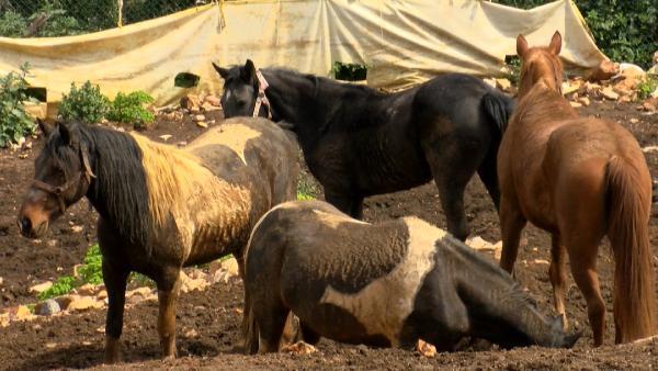 Kayıp atları alabilmek için başkanın çocuklarından yardım istemişler