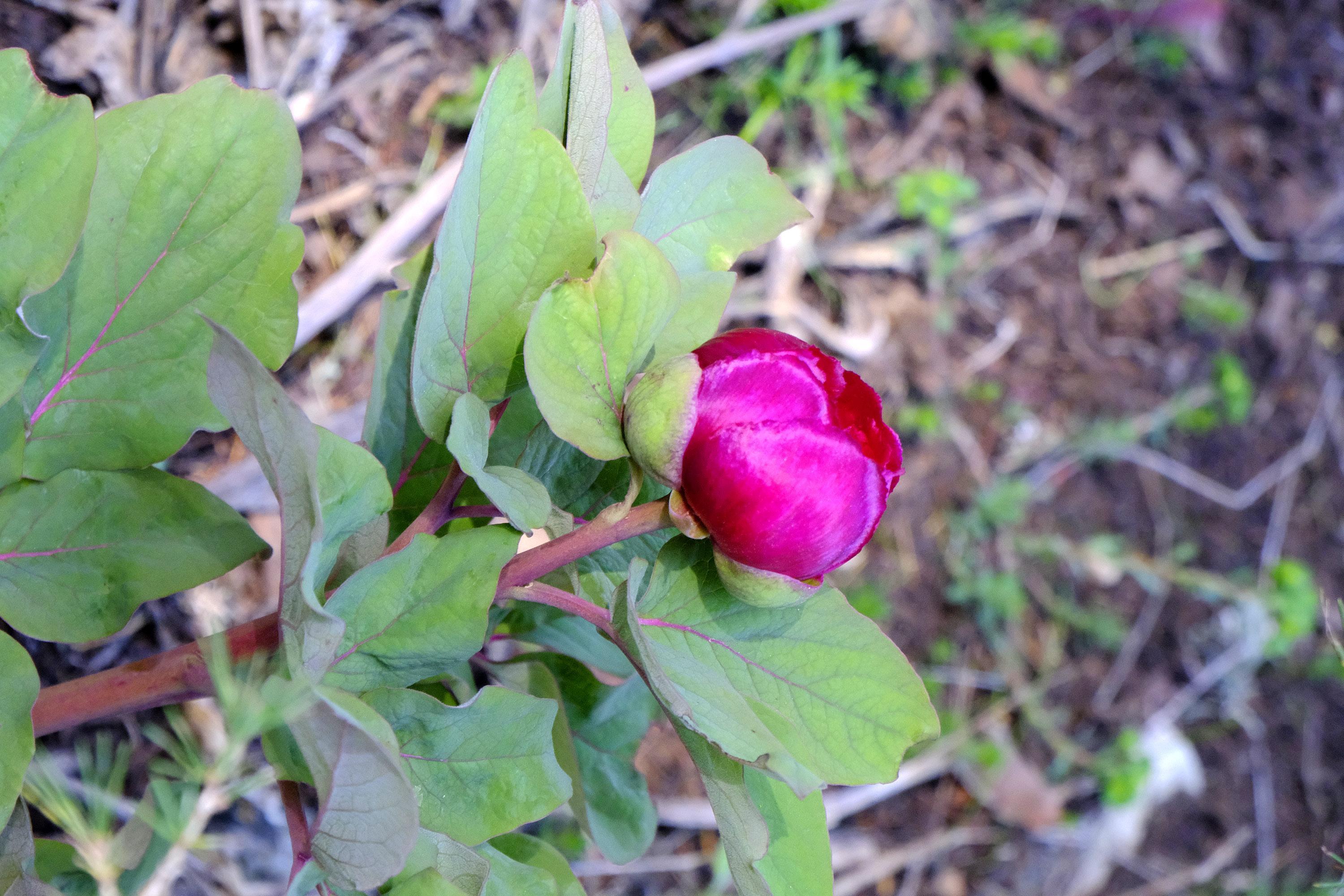 Şakayık koparan yandı
