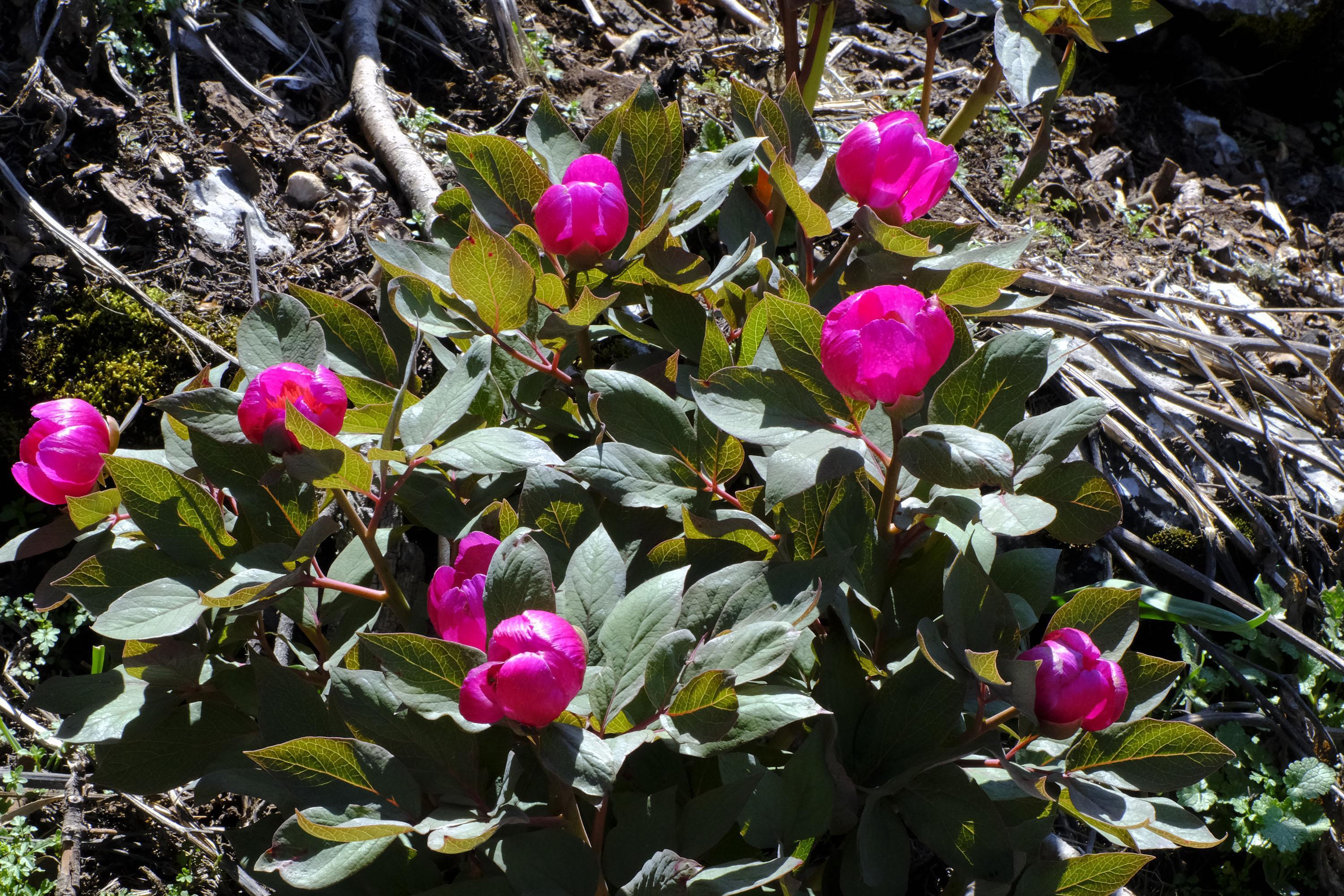 Şakayık koparan yandı