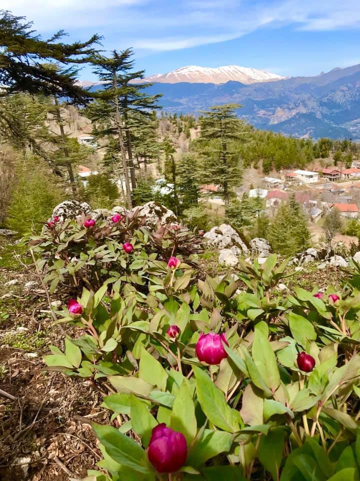 Şakayık koparan yandı