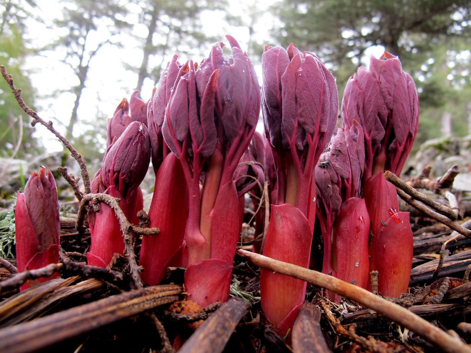 Şakayık koparan yandı