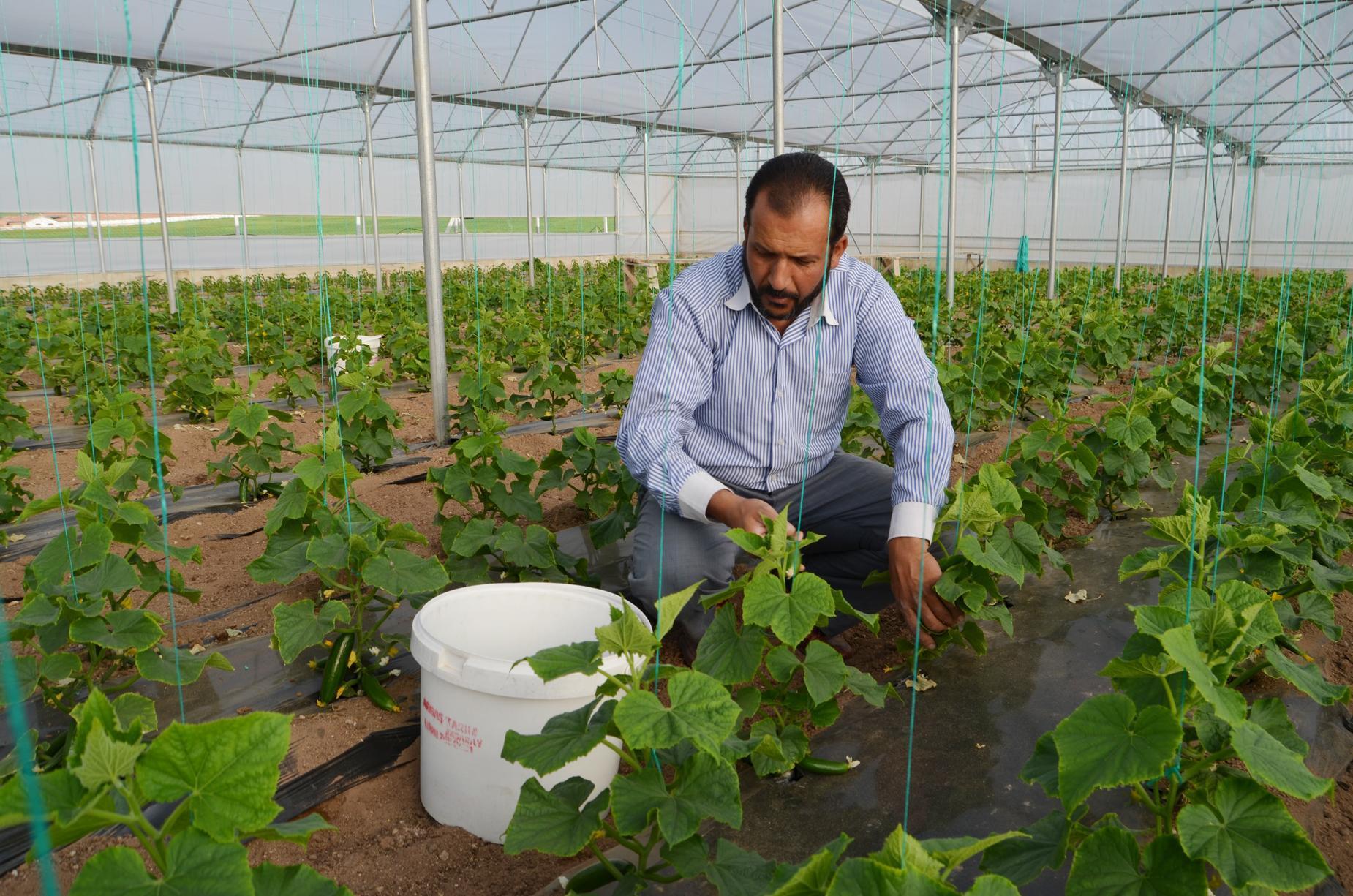 Anadolu’nun bozkırında kurduğu serada yılda 3 kez hasat yapıyor