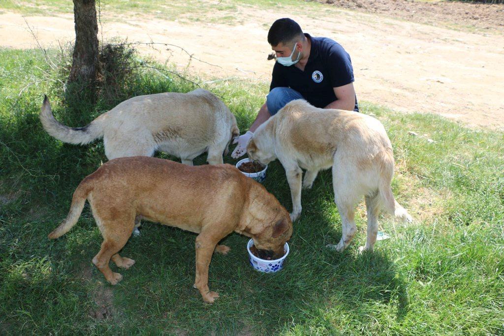 Kartalda tam kapanma sürecinde sokak hayvanları unutulmadı