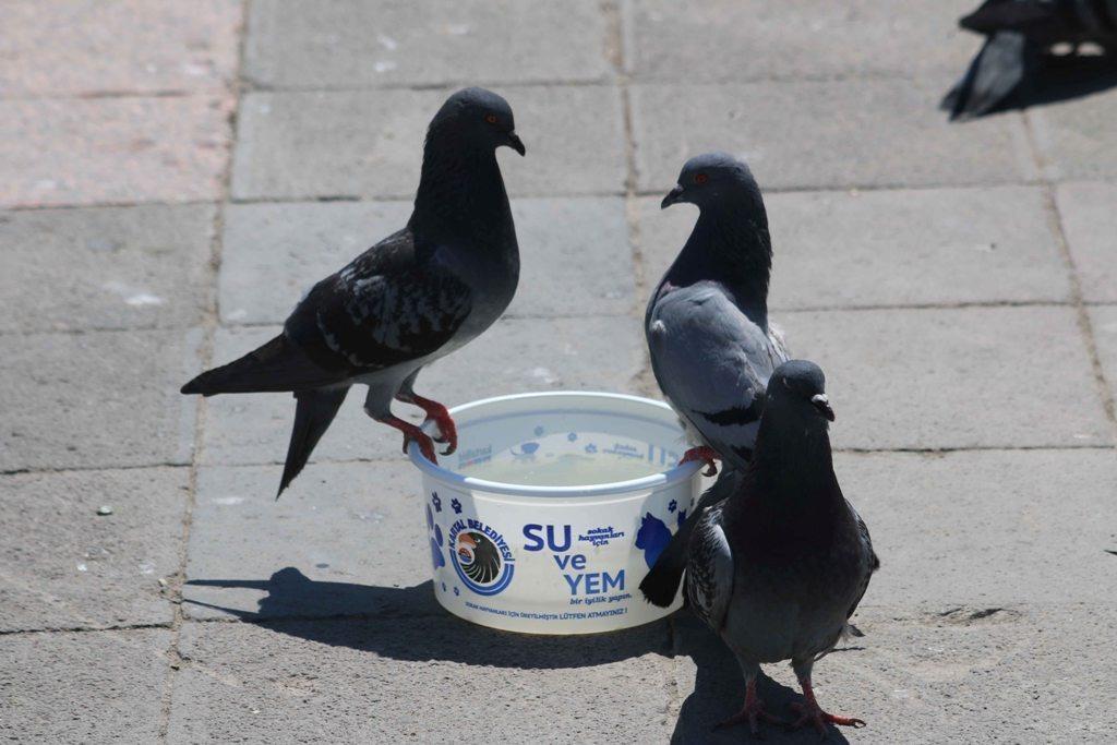 Kartalda tam kapanma sürecinde sokak hayvanları unutulmadı