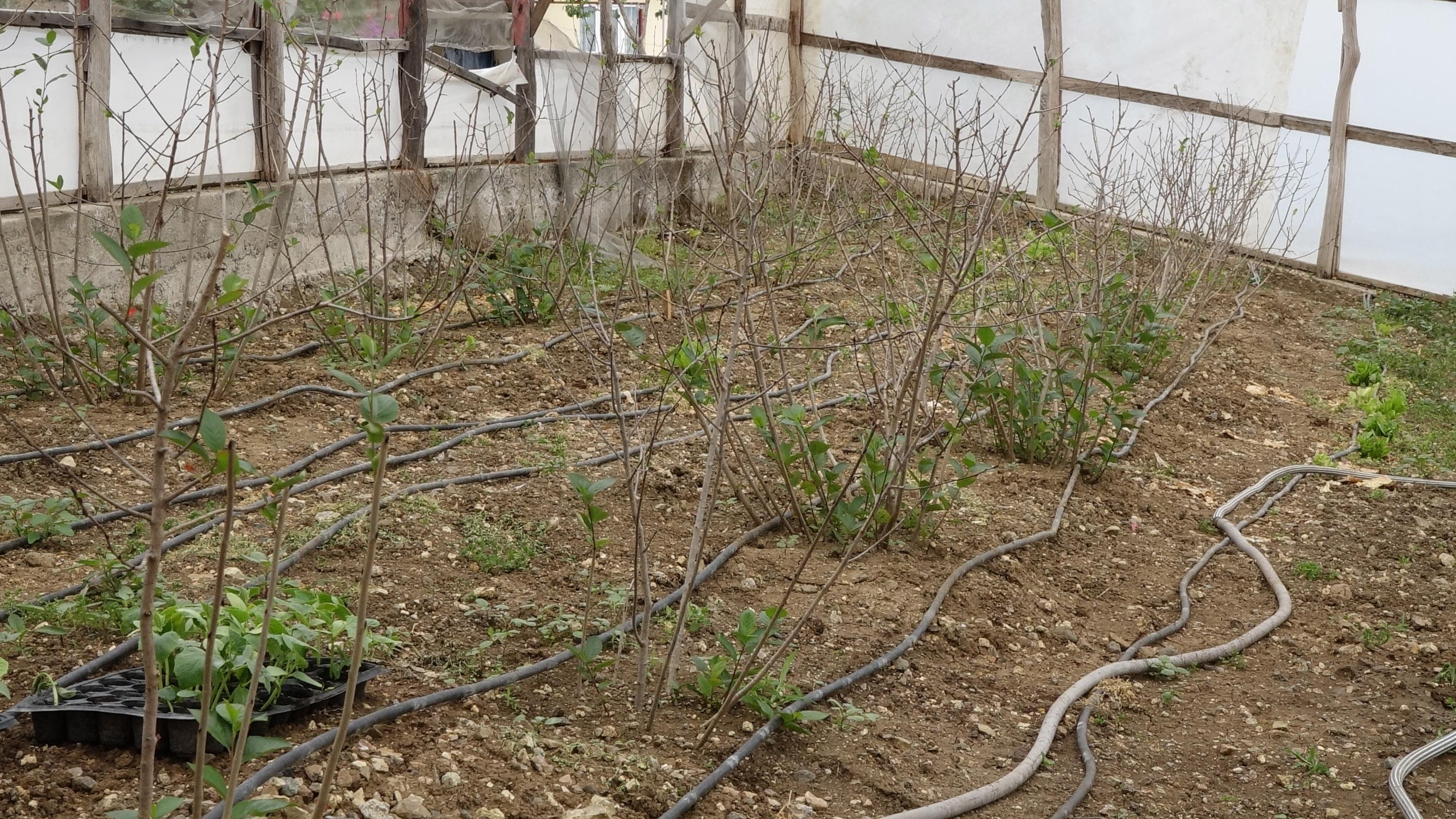 Deneme üretimi sonuç verdi, aronya meyvesi Karadenize yayılıyor