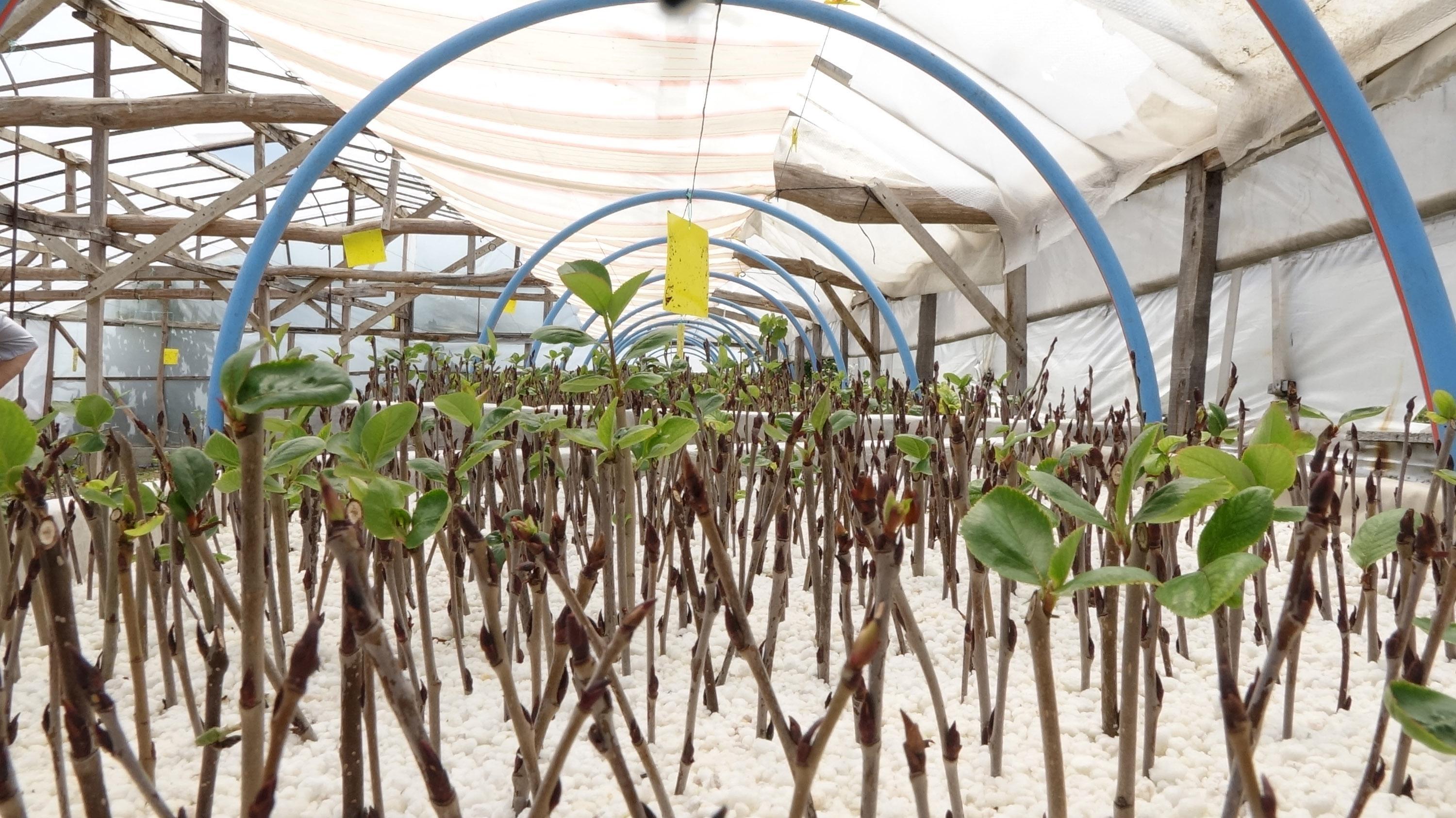 Deneme üretimi sonuç verdi, aronya meyvesi Karadenize yayılıyor