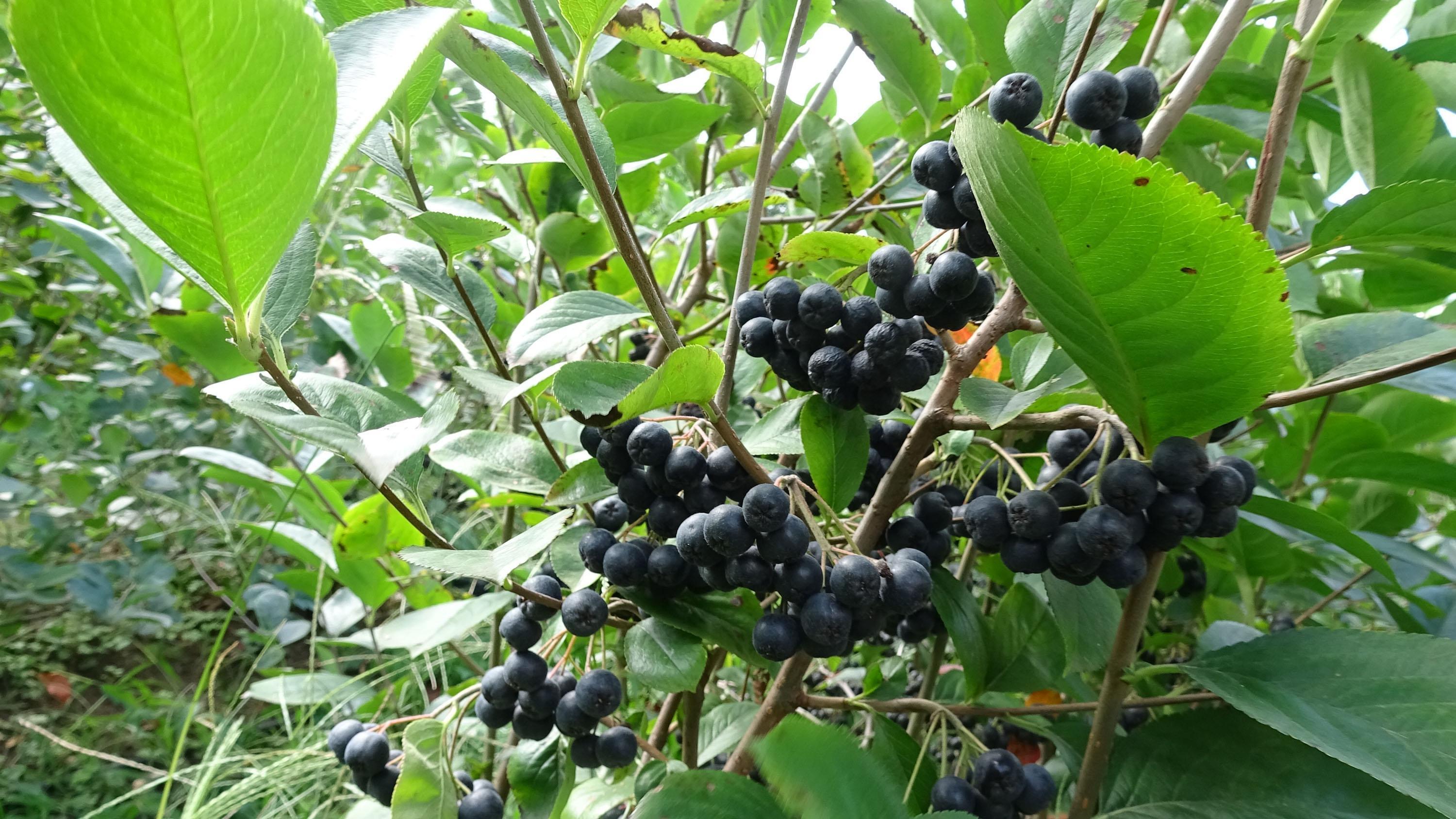 Deneme üretimi sonuç verdi, aronya meyvesi Karadenize yayılıyor
