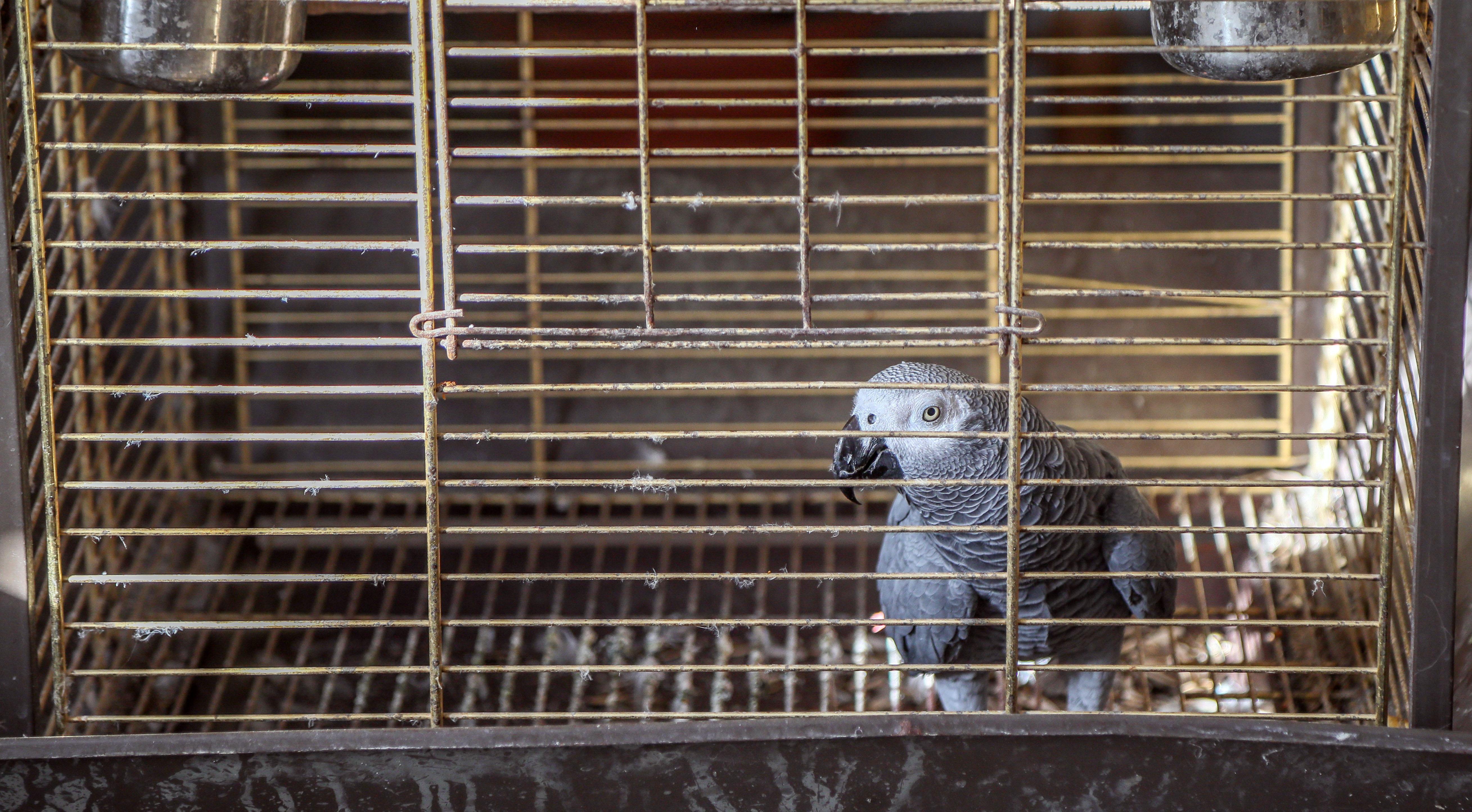 Papağan Çapkın, 65 yaşını kutladı