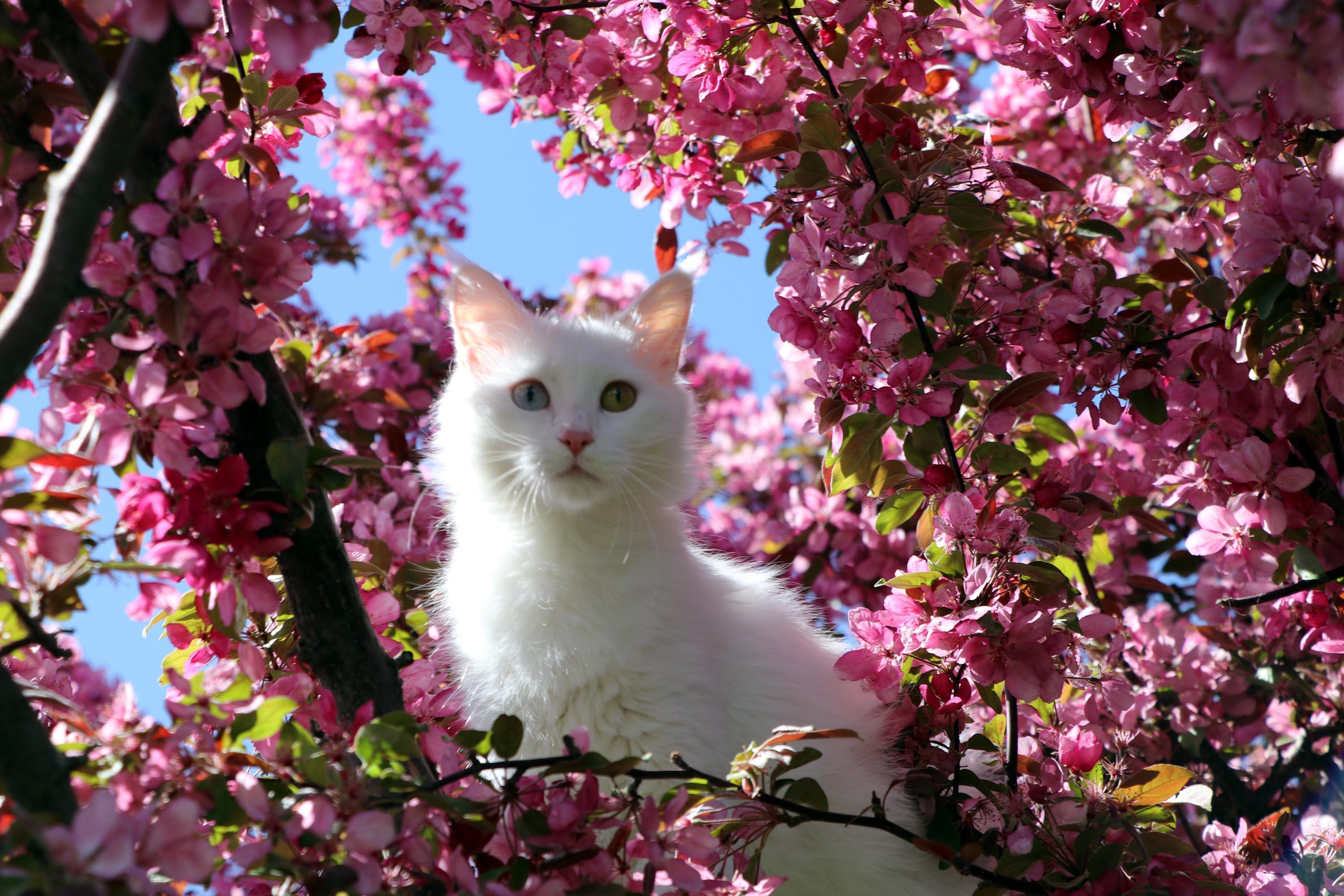 Van Kedisi sahiplenmek isteyenler yoğunluk oluşturdu