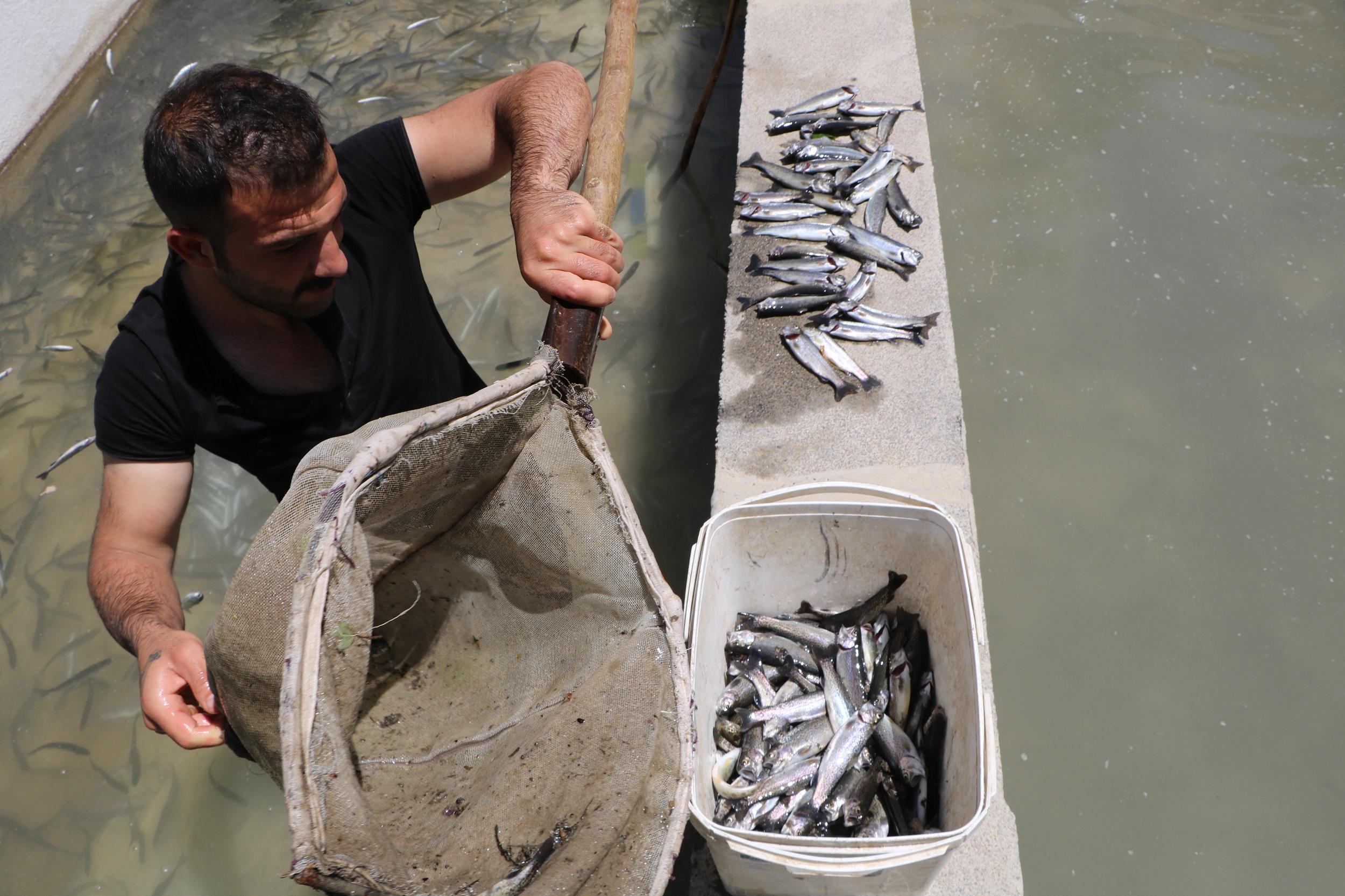 Dere taşınca tesisteki yavru alabalıklar telef oldu