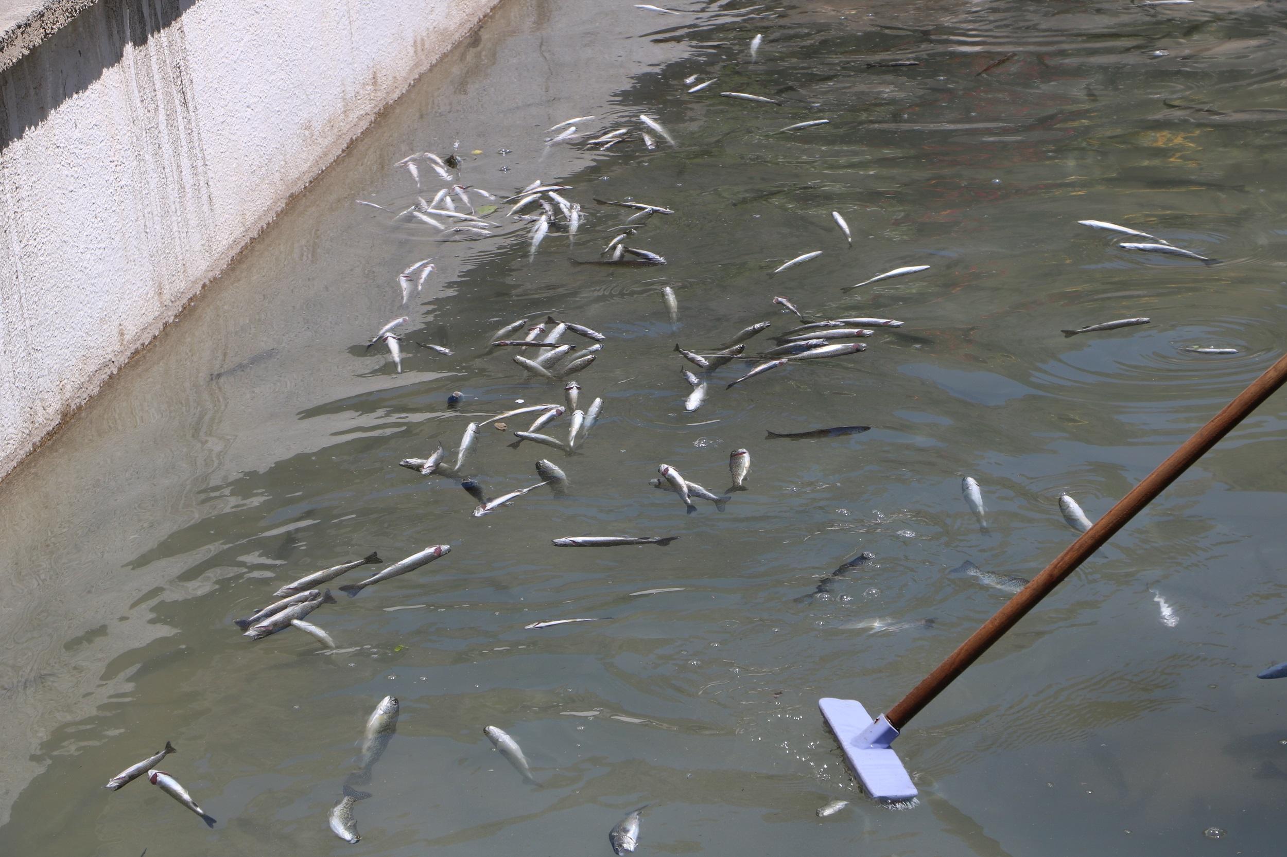 Dere taşınca tesisteki yavru alabalıklar telef oldu