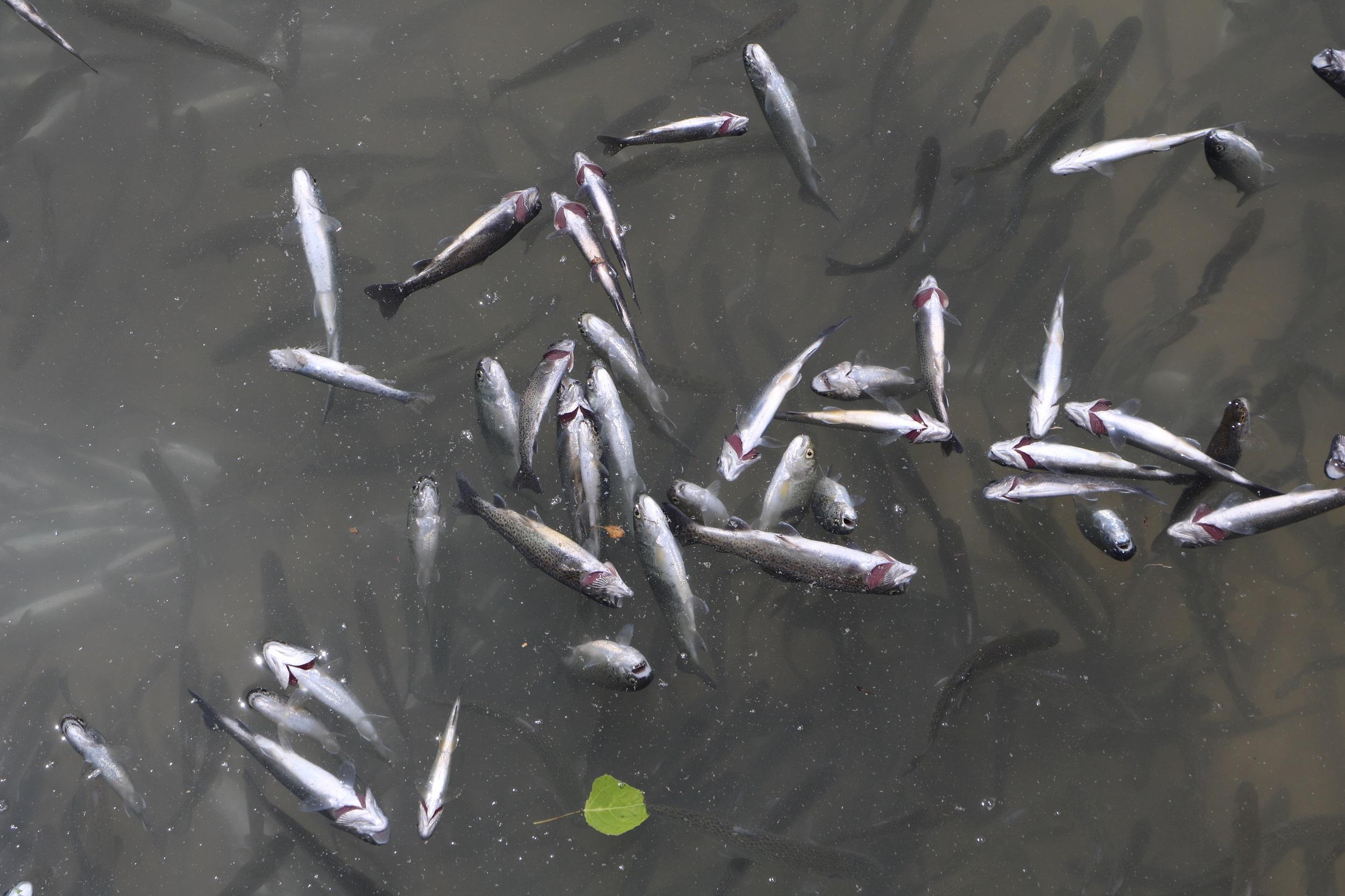 Dere taşınca tesisteki yavru alabalıklar telef oldu