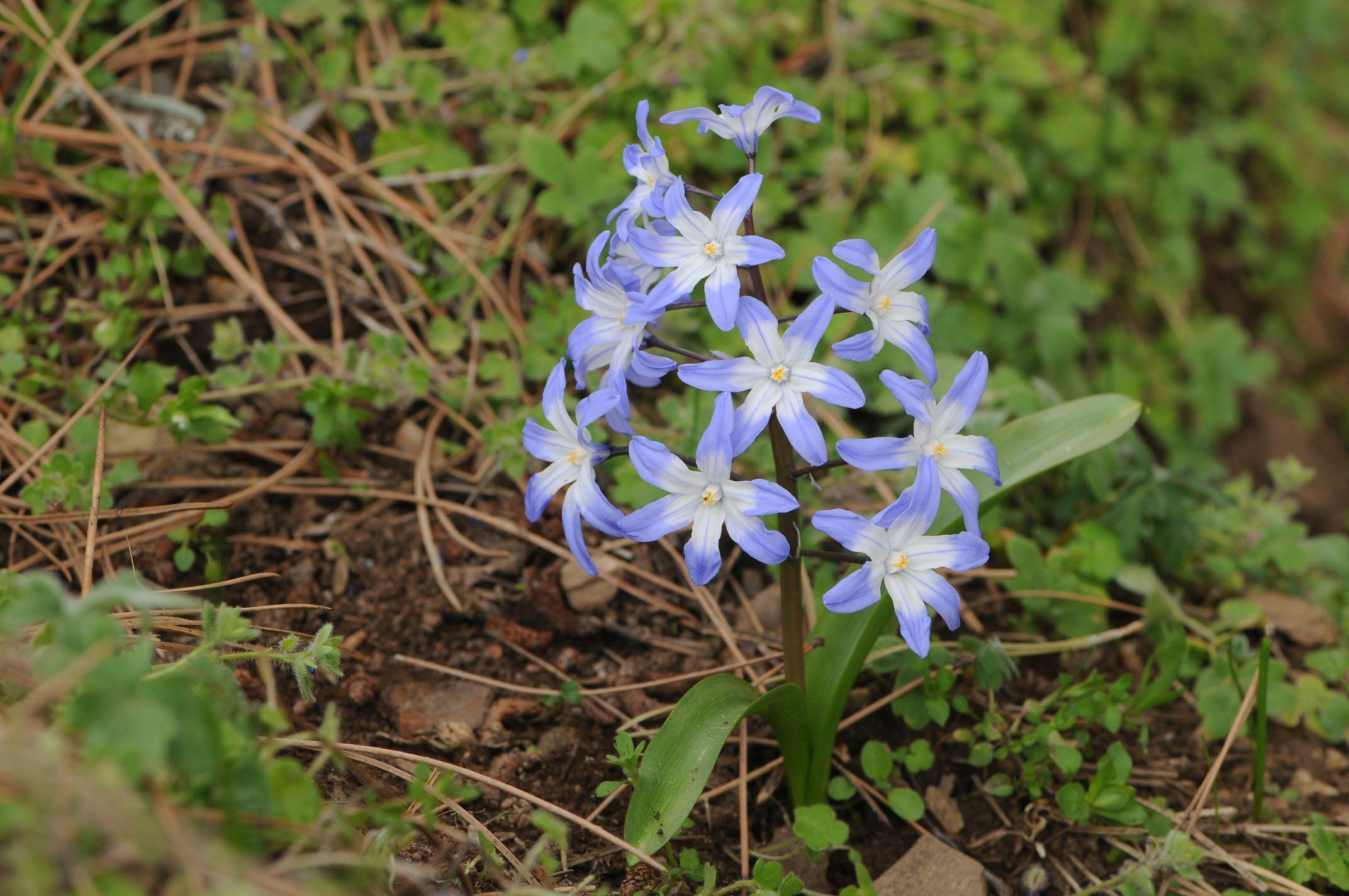 Denizlide yeni bir endemik sümbül türü keşfedildi