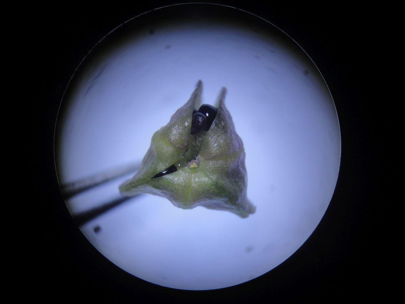 Denizlide yeni bir endemik sümbül türü keşfedildi