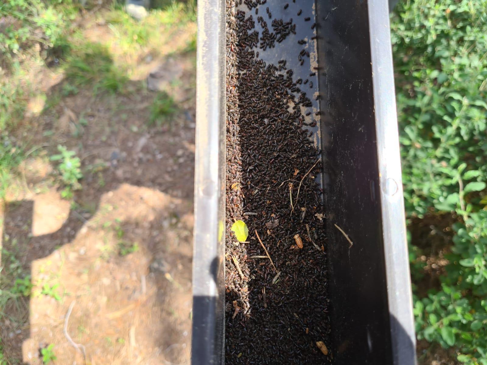 Adalarda ağaçlara 12 dişli kabuk böceği tehdidi