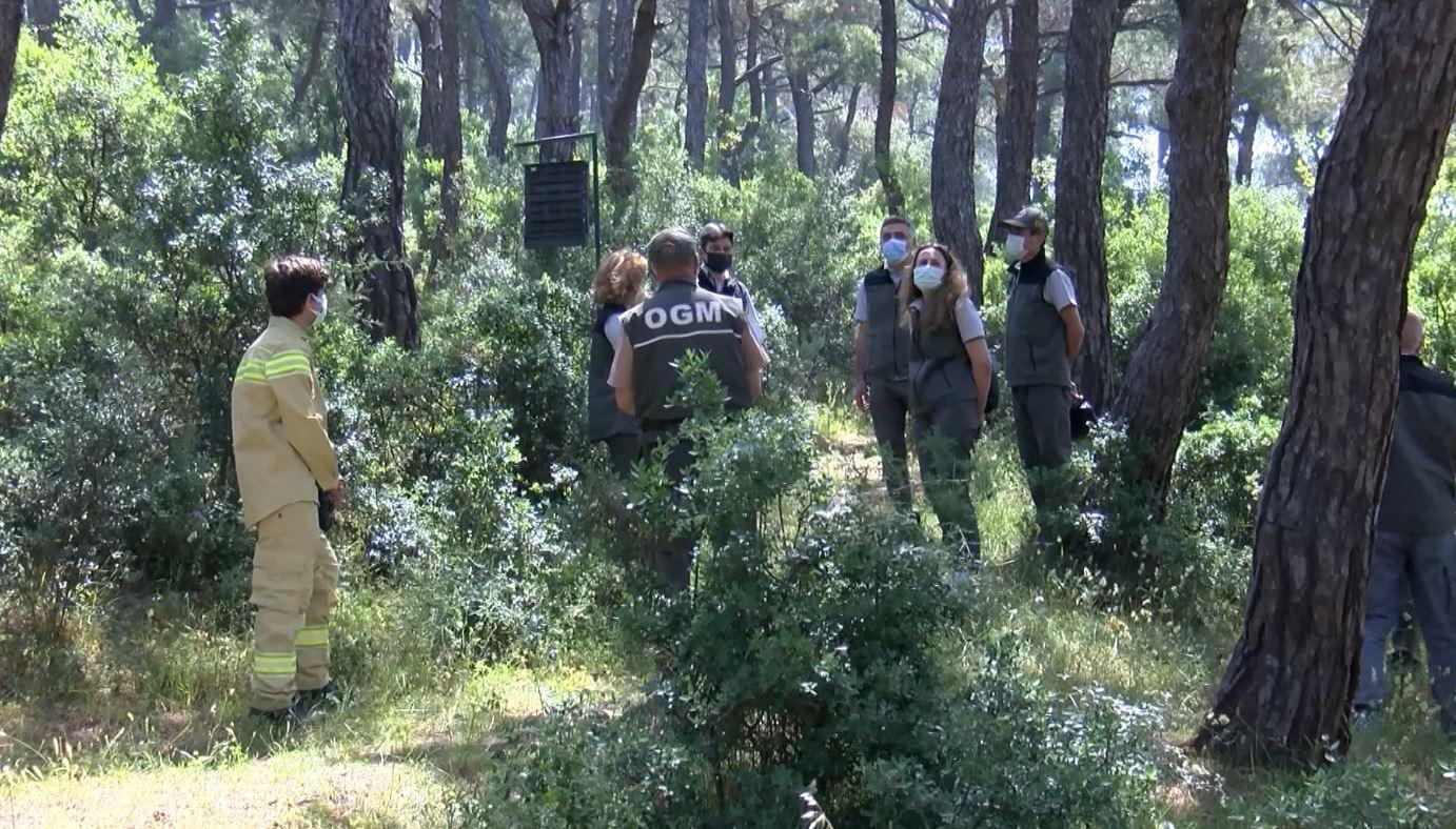 Adalarda ağaçlara 12 dişli kabuk böceği tehdidi