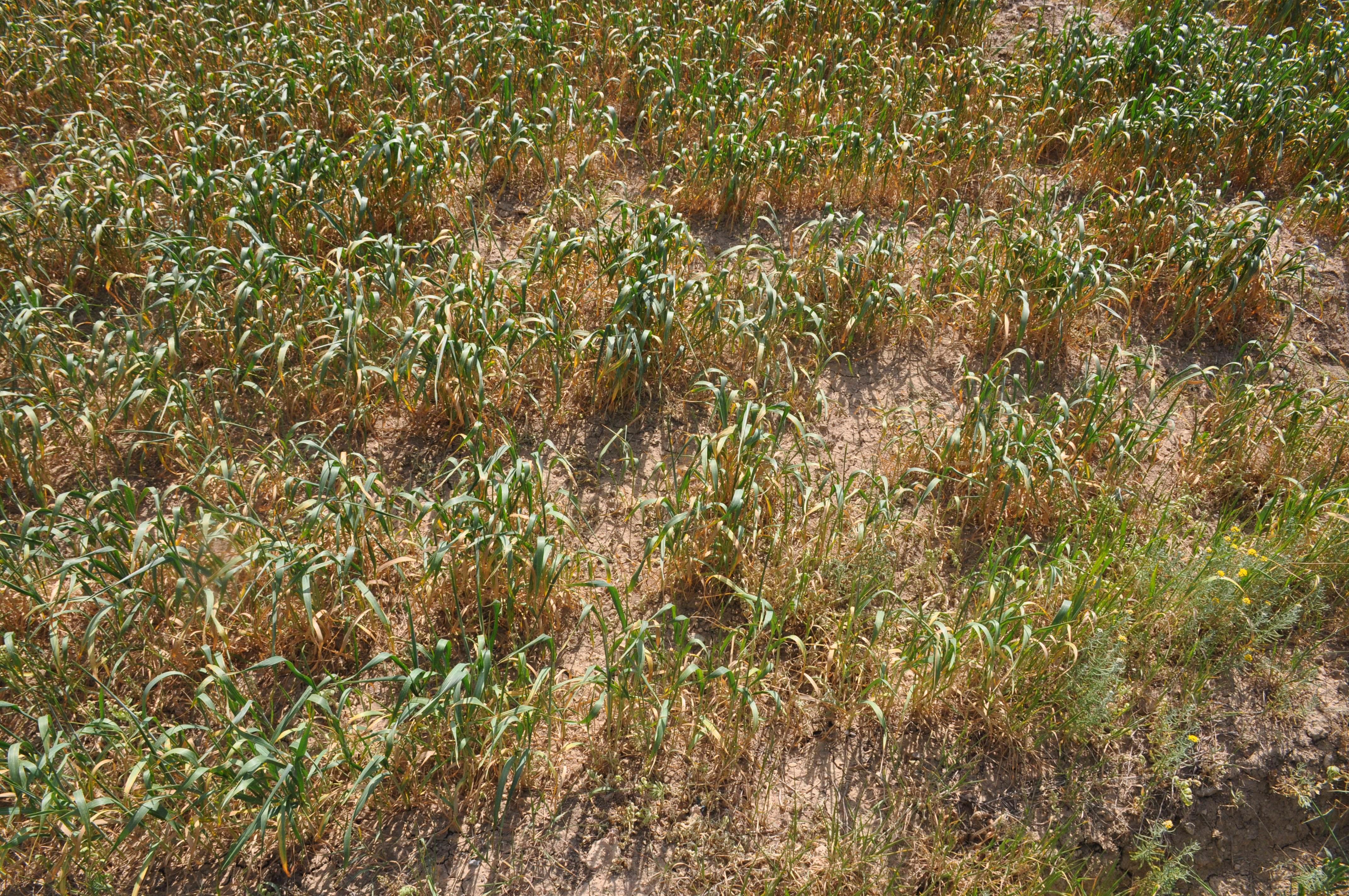Gümüşhaneli çiftçilerden yağmur duası