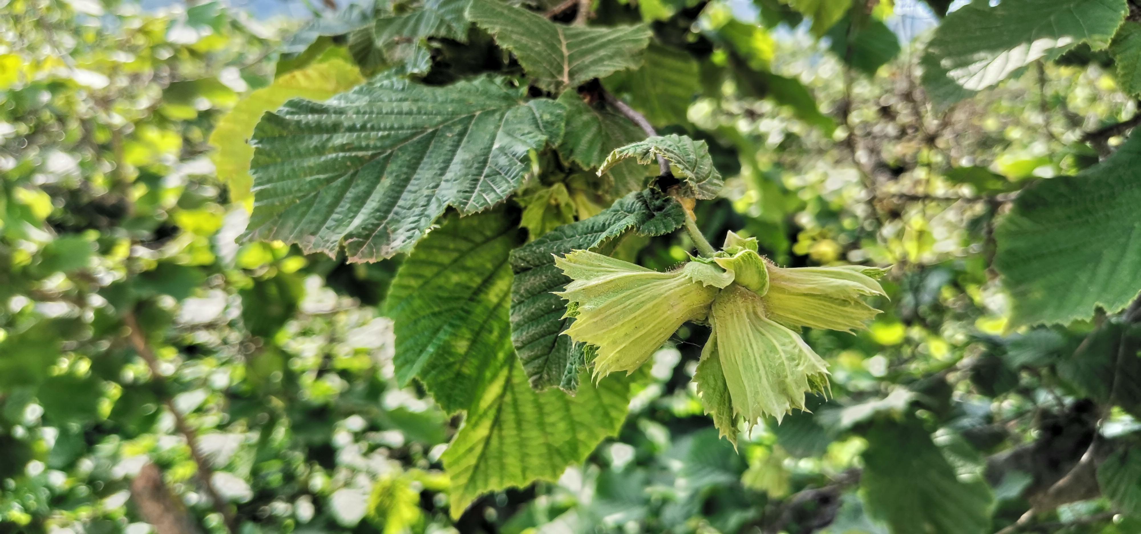 Fındık üreticisine 854 milyon TL alan bazlı destek